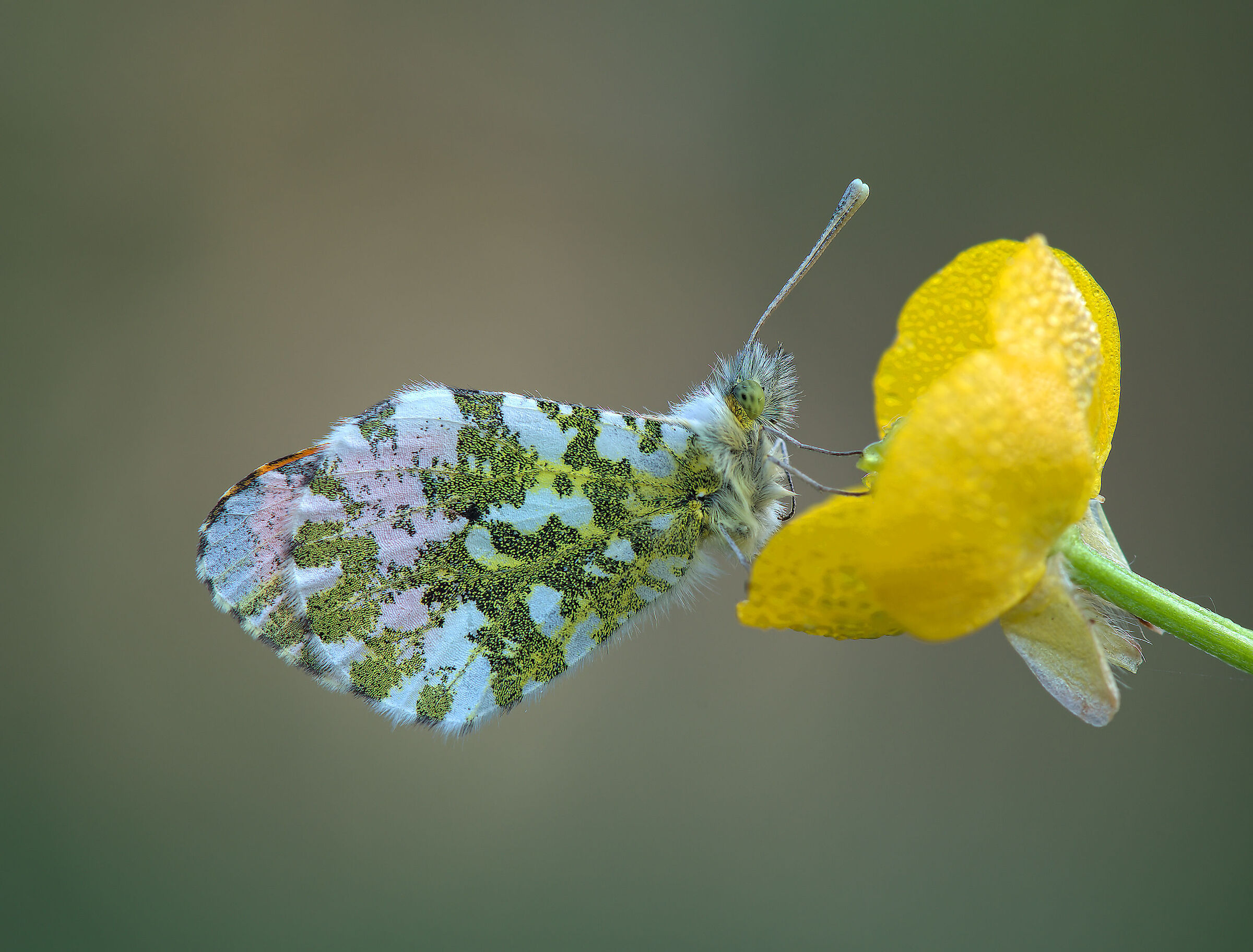 Anthocharis cardamines male