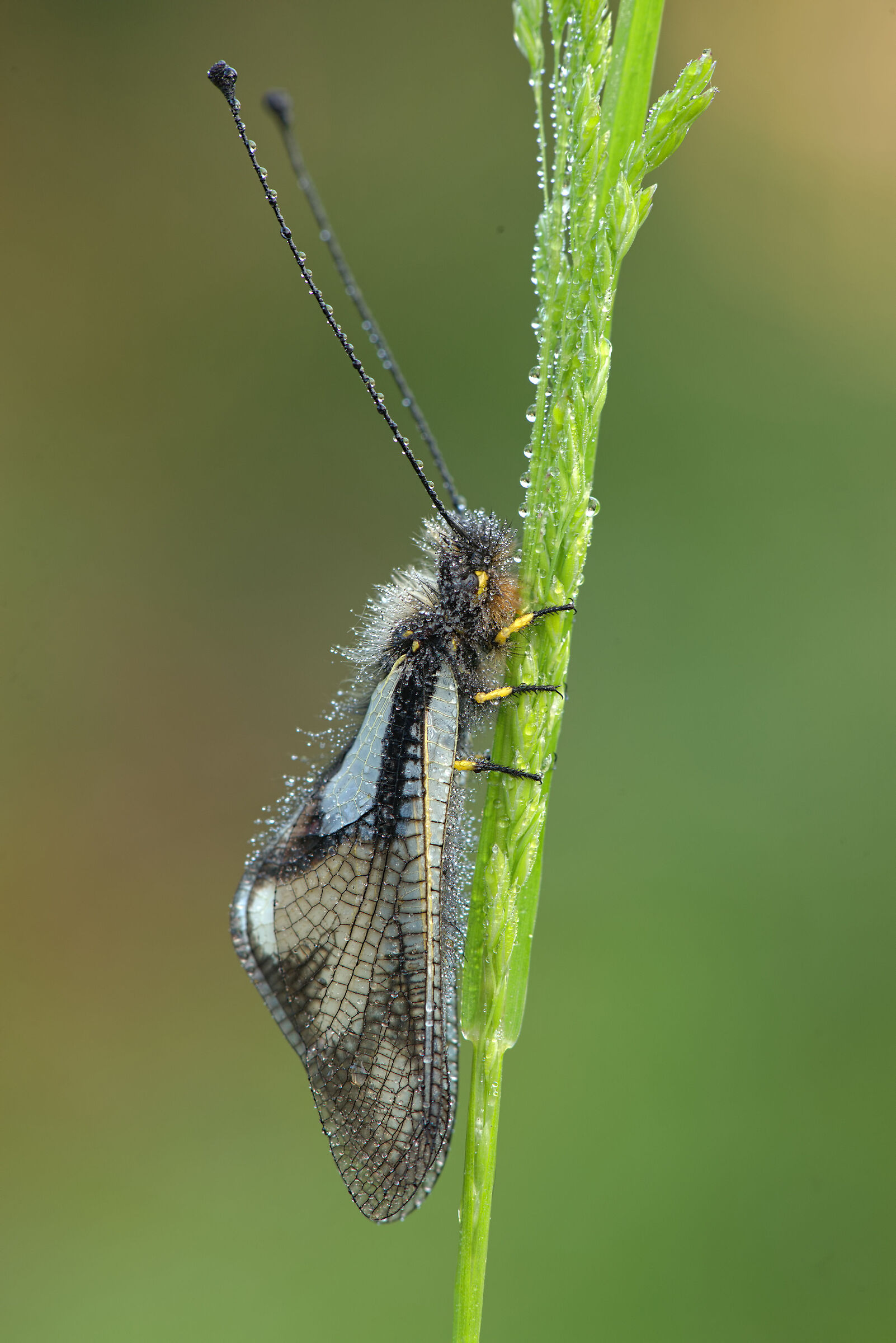 Libelloides coccajus