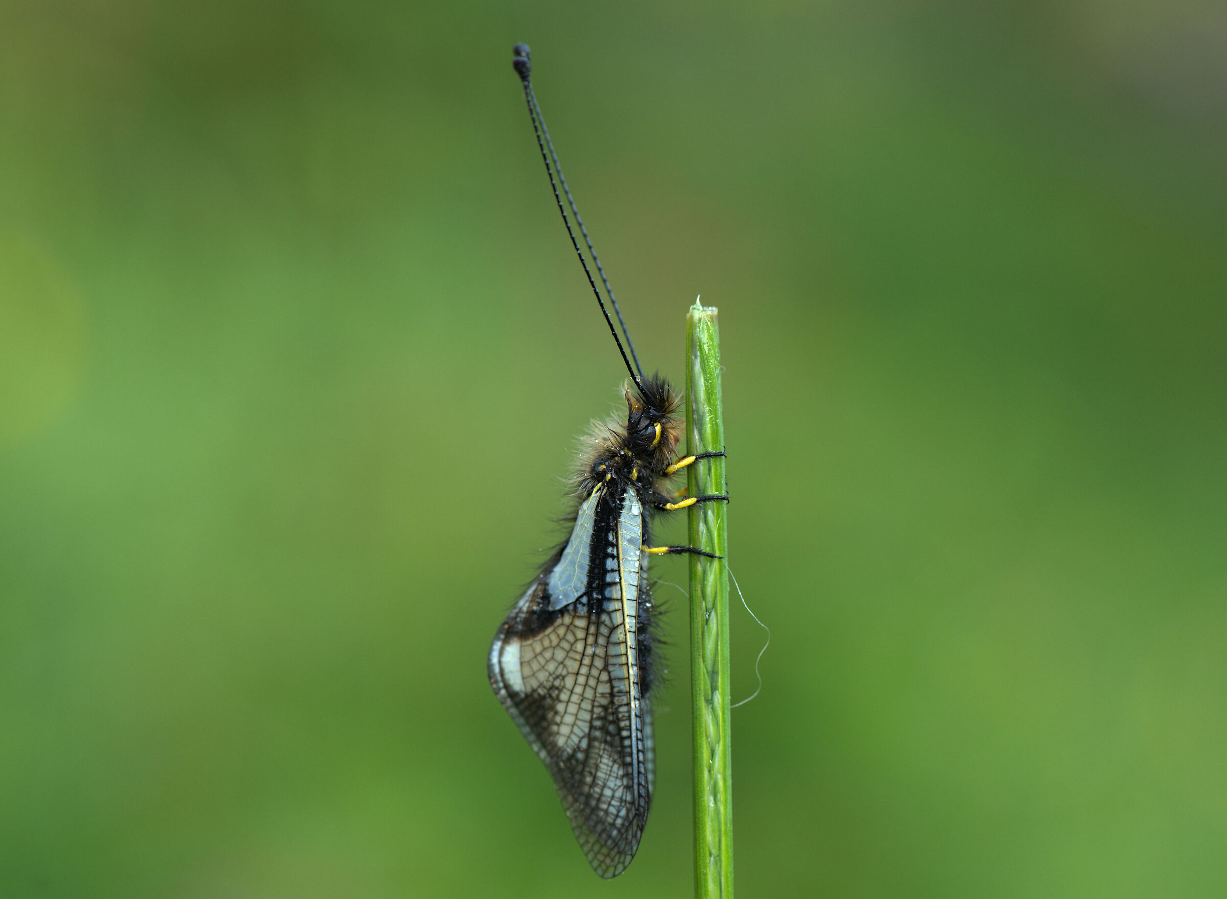 Libelloides coccajus