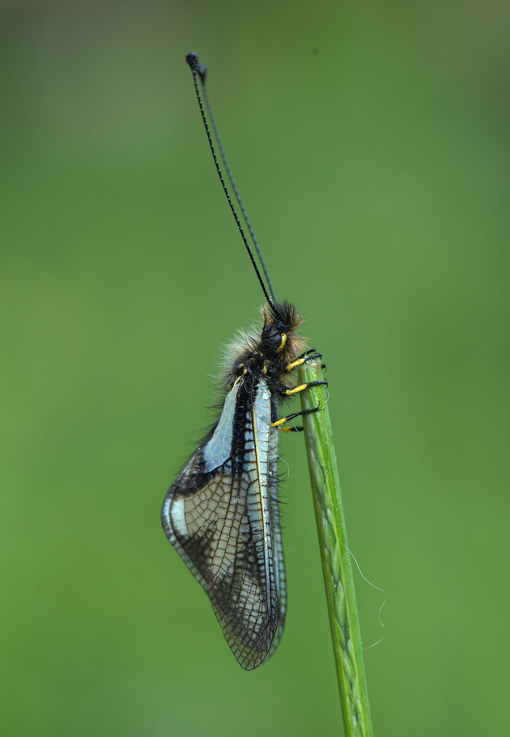 Libelloides coccajus