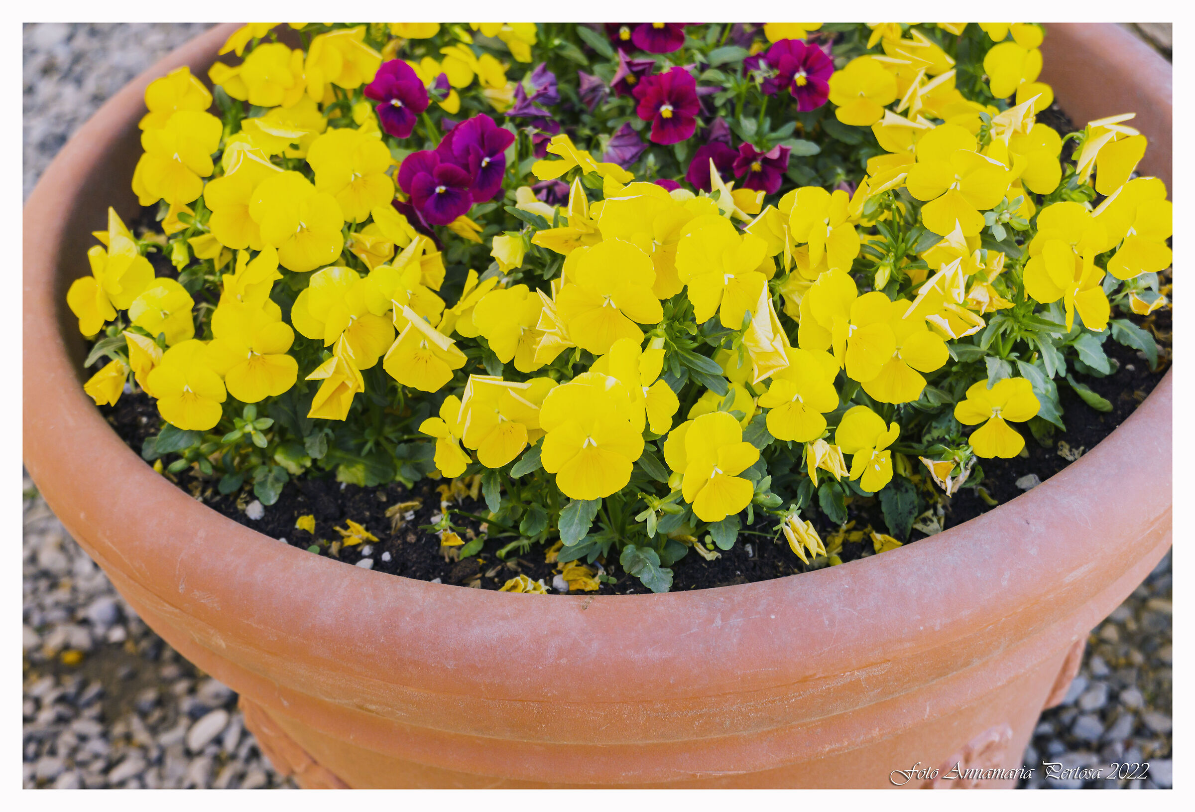 Sole, fiori e una grande amica