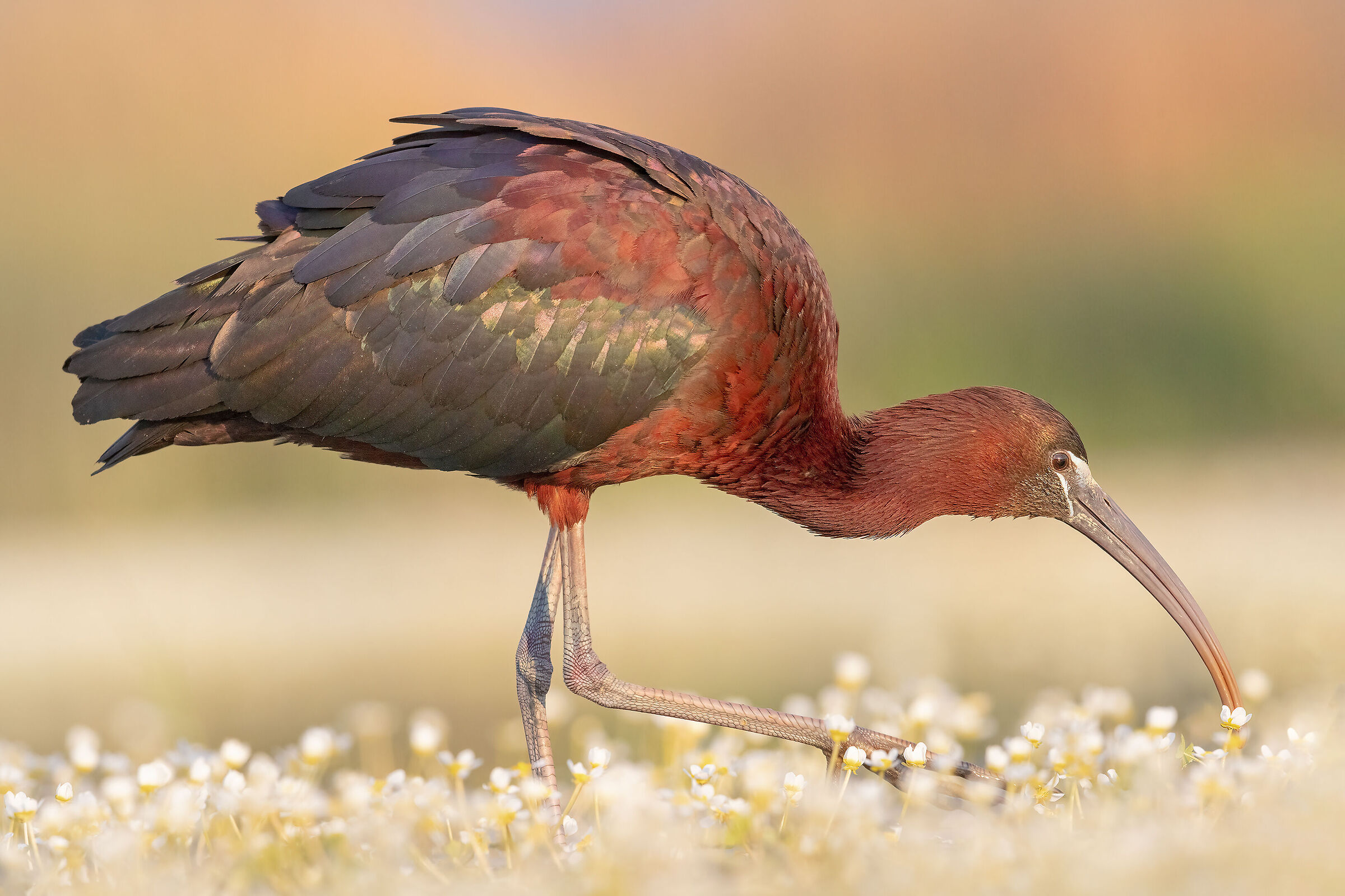 Mignattaio e Ranuncoli