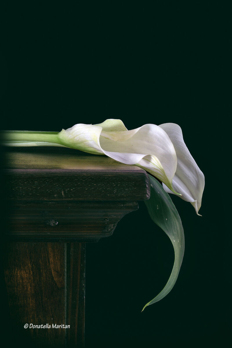 Eleganza