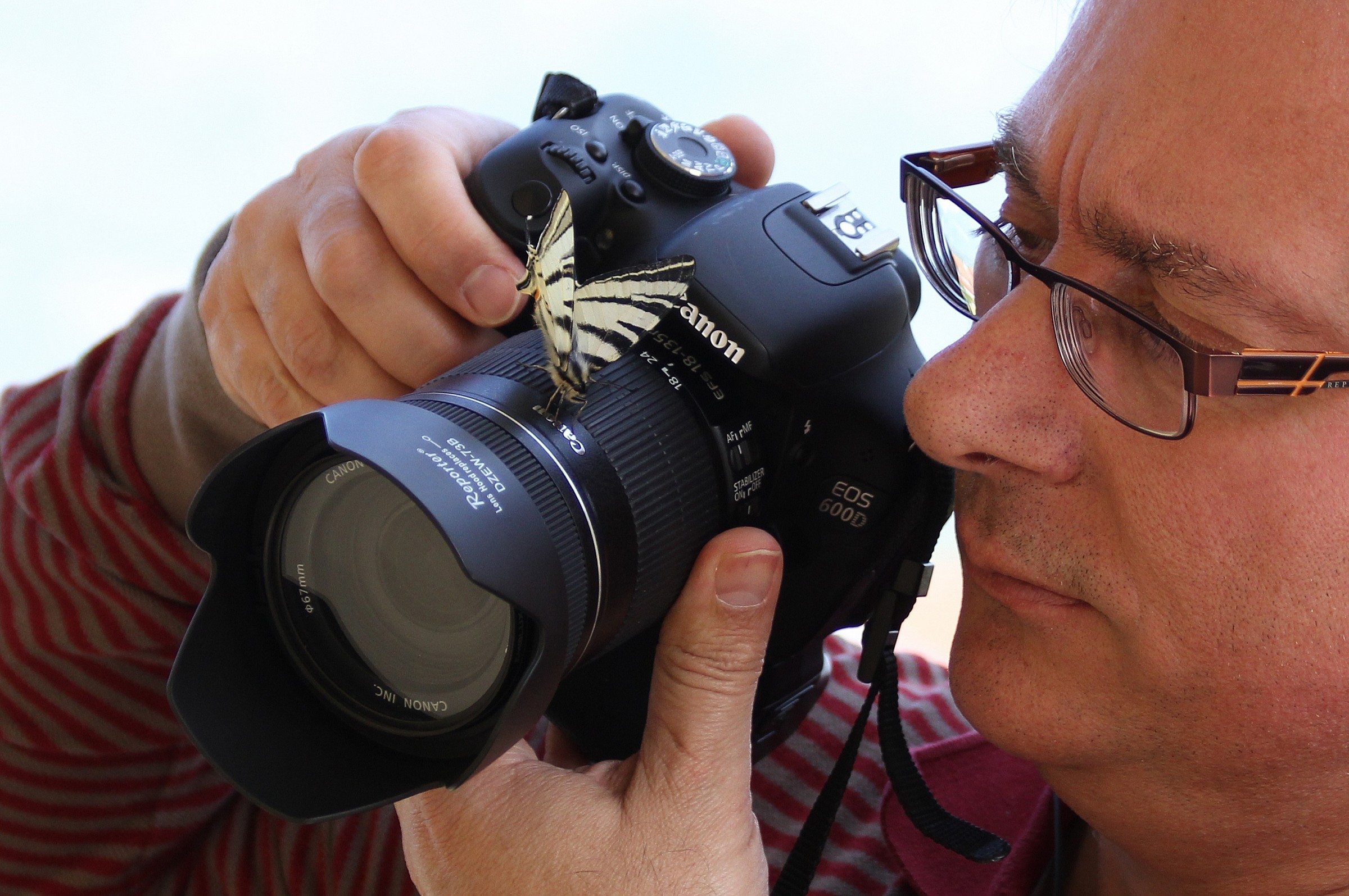 Il podalirio burlone3