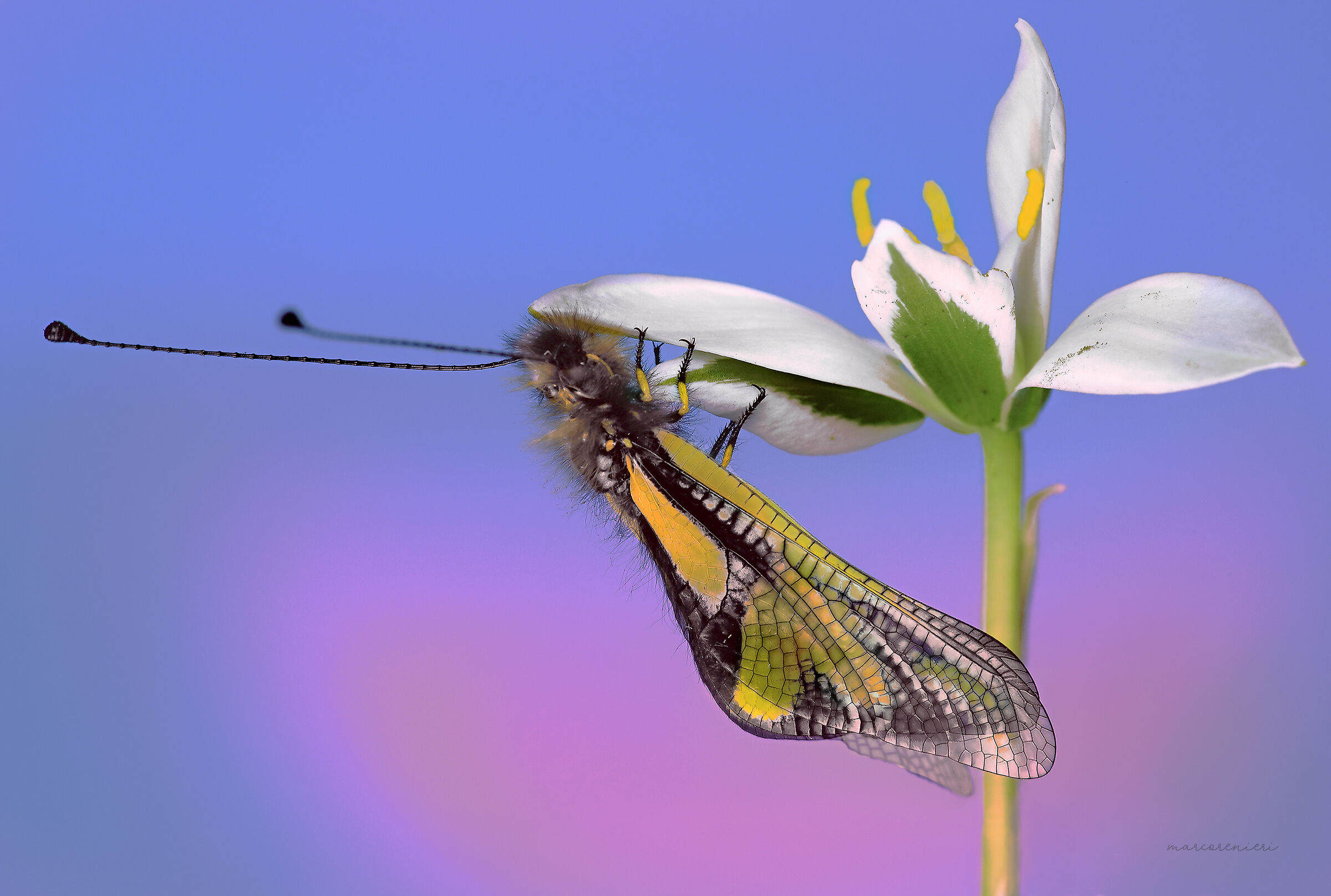 Libelloides