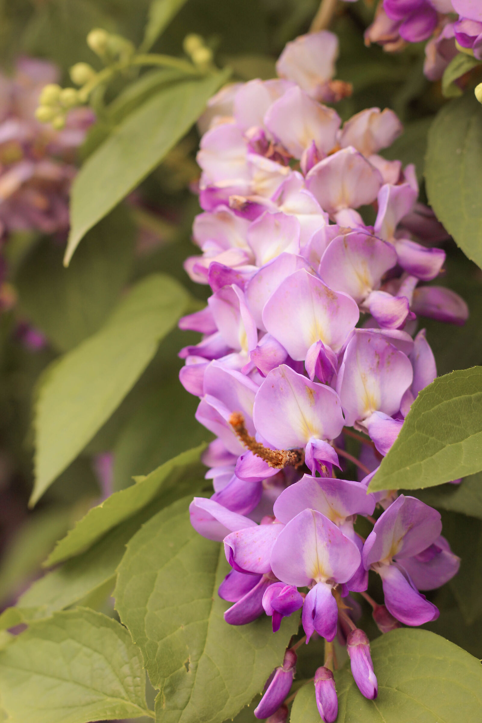 Wisteria
