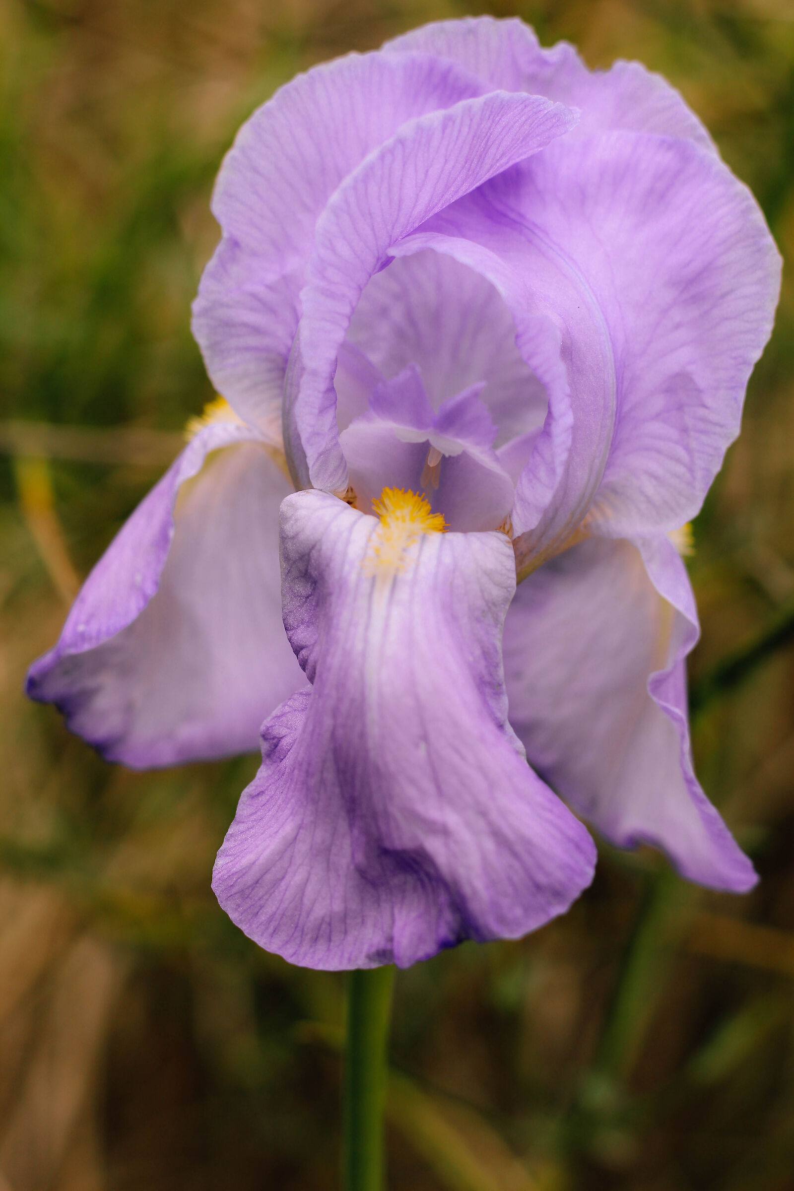 Iris