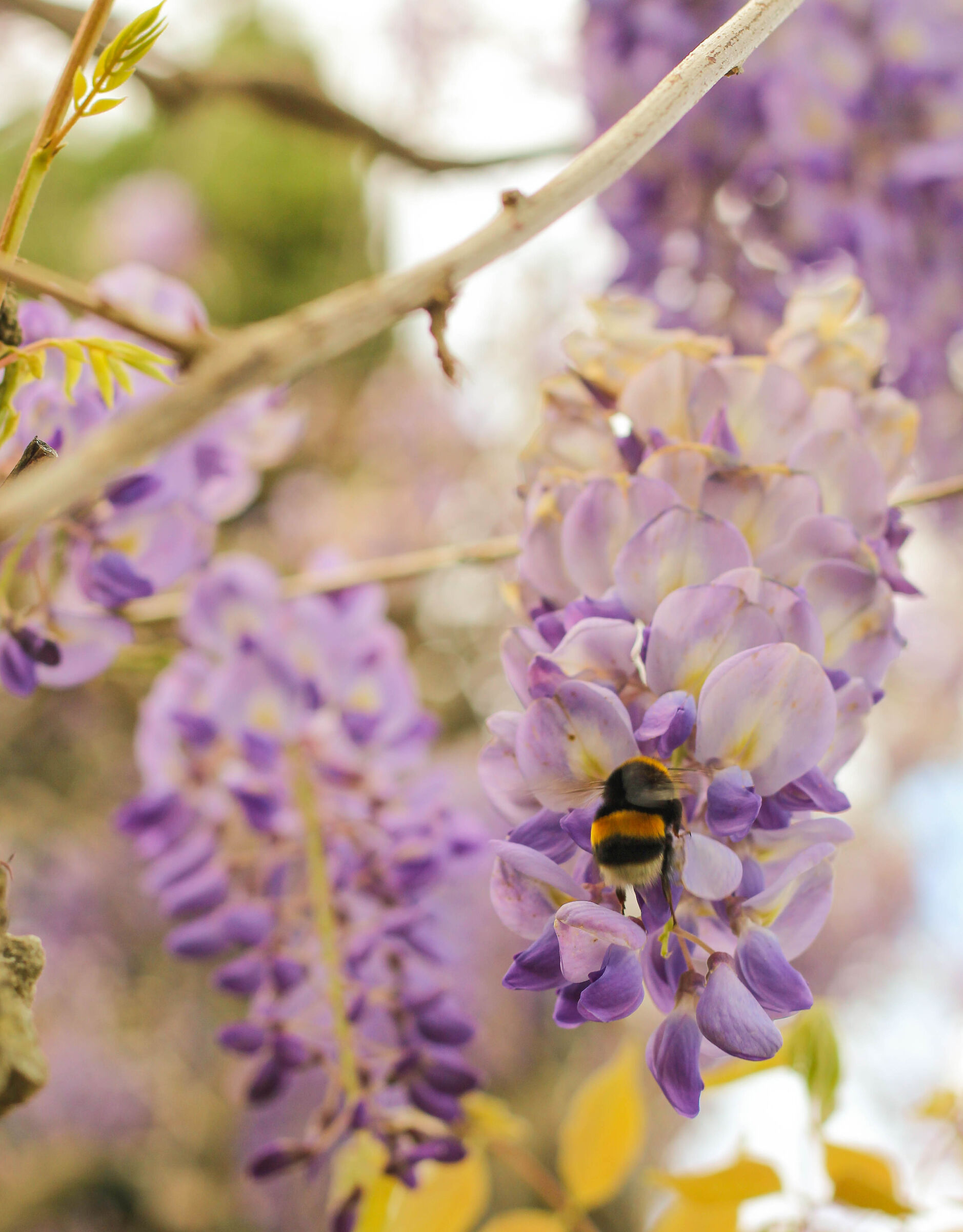 Nature and wisteria