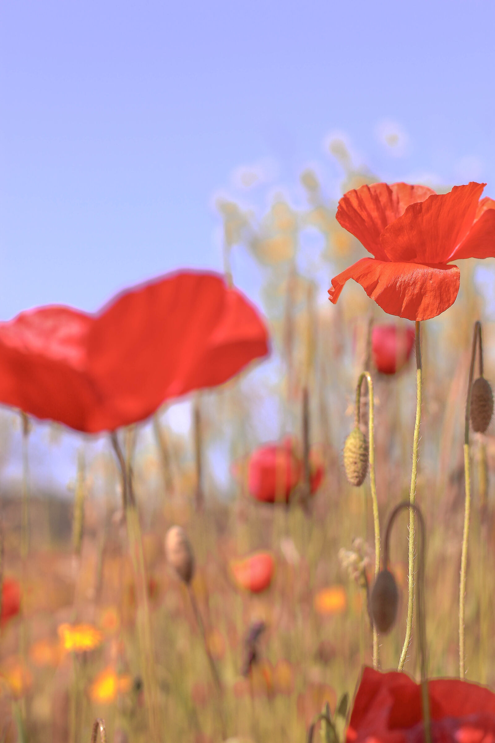 Poppies