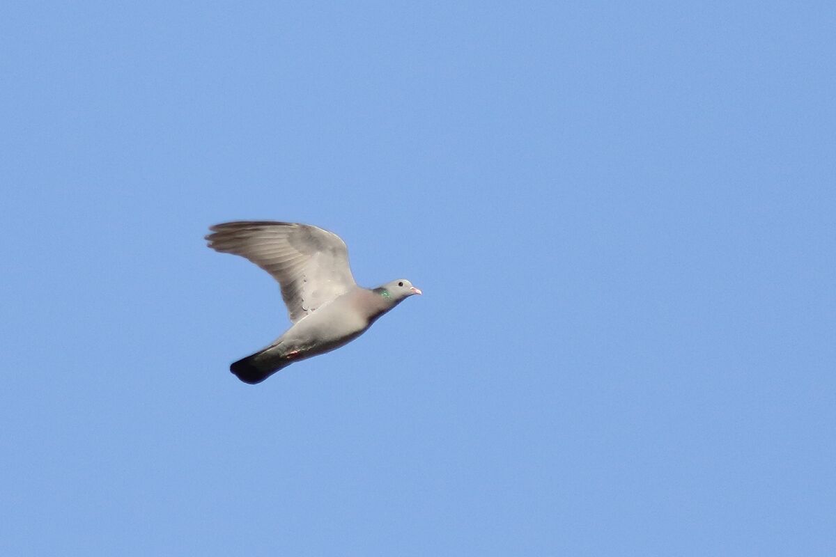 colombella in flight