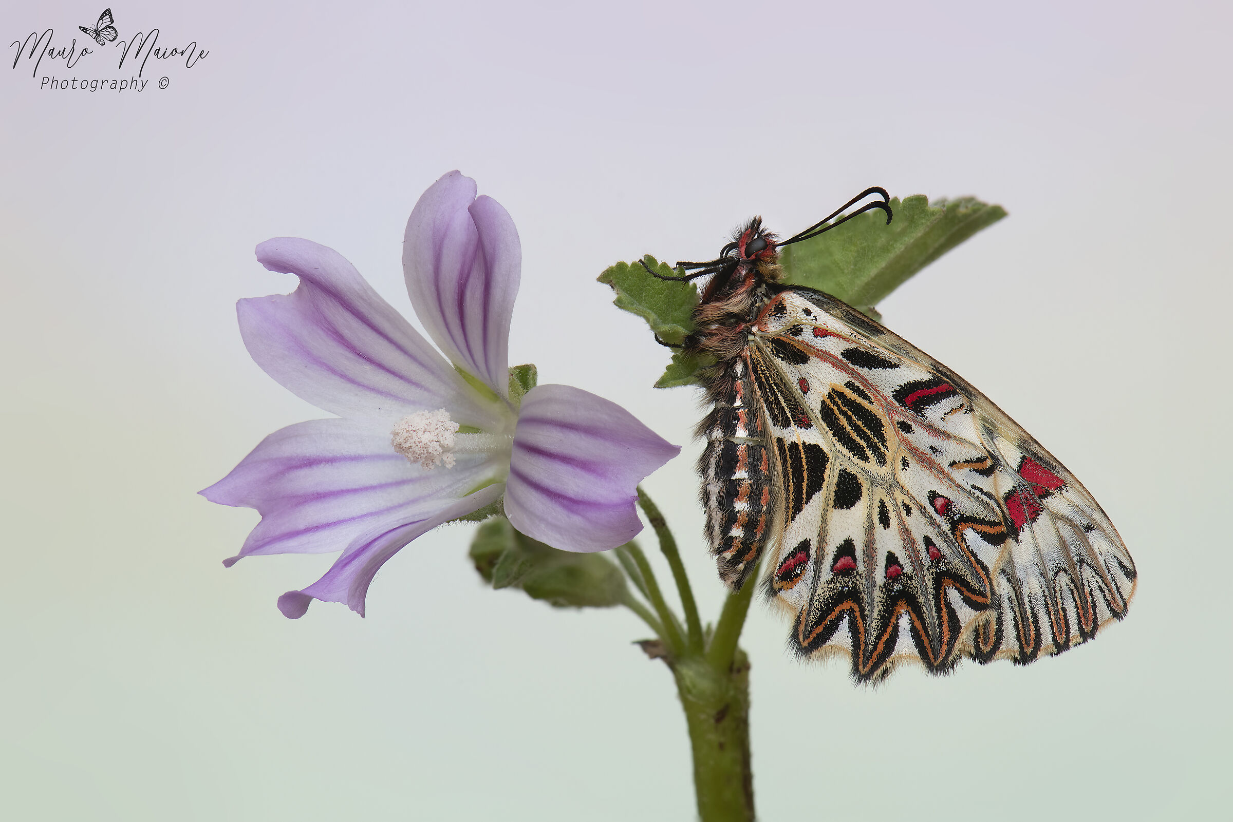 Zerynthia polyxena on mallow