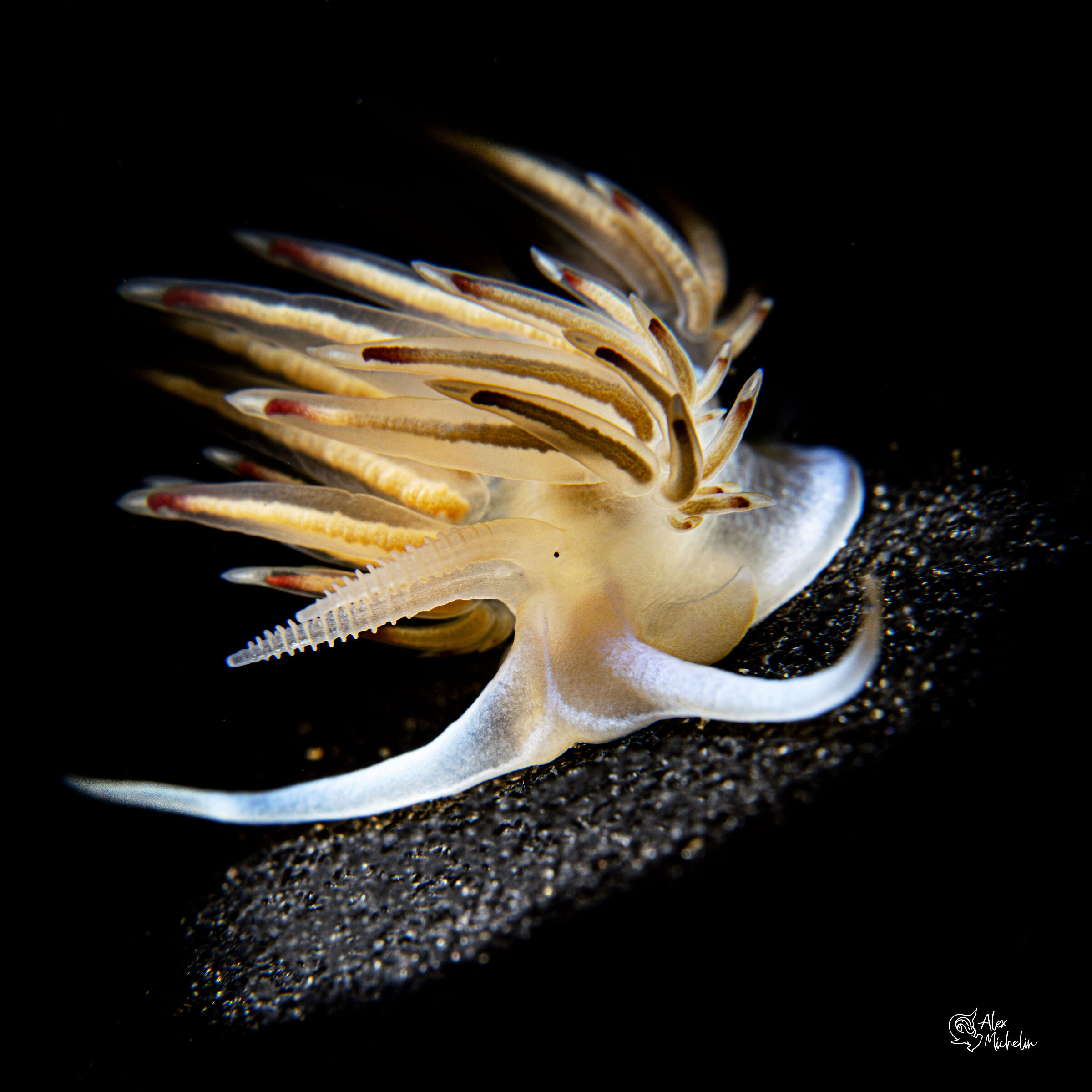 nemesegnis banyulensis