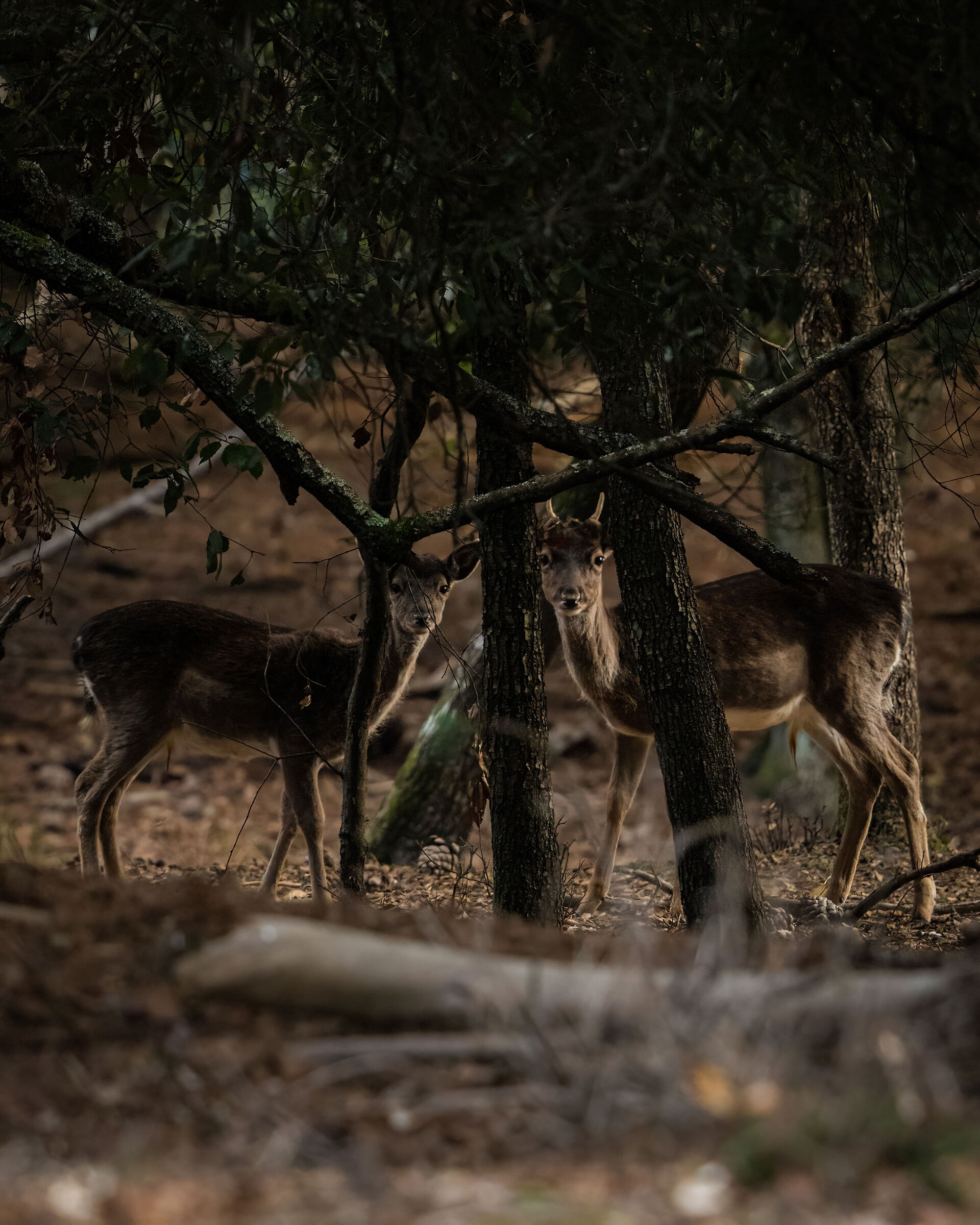 Infraboschivo Sighting