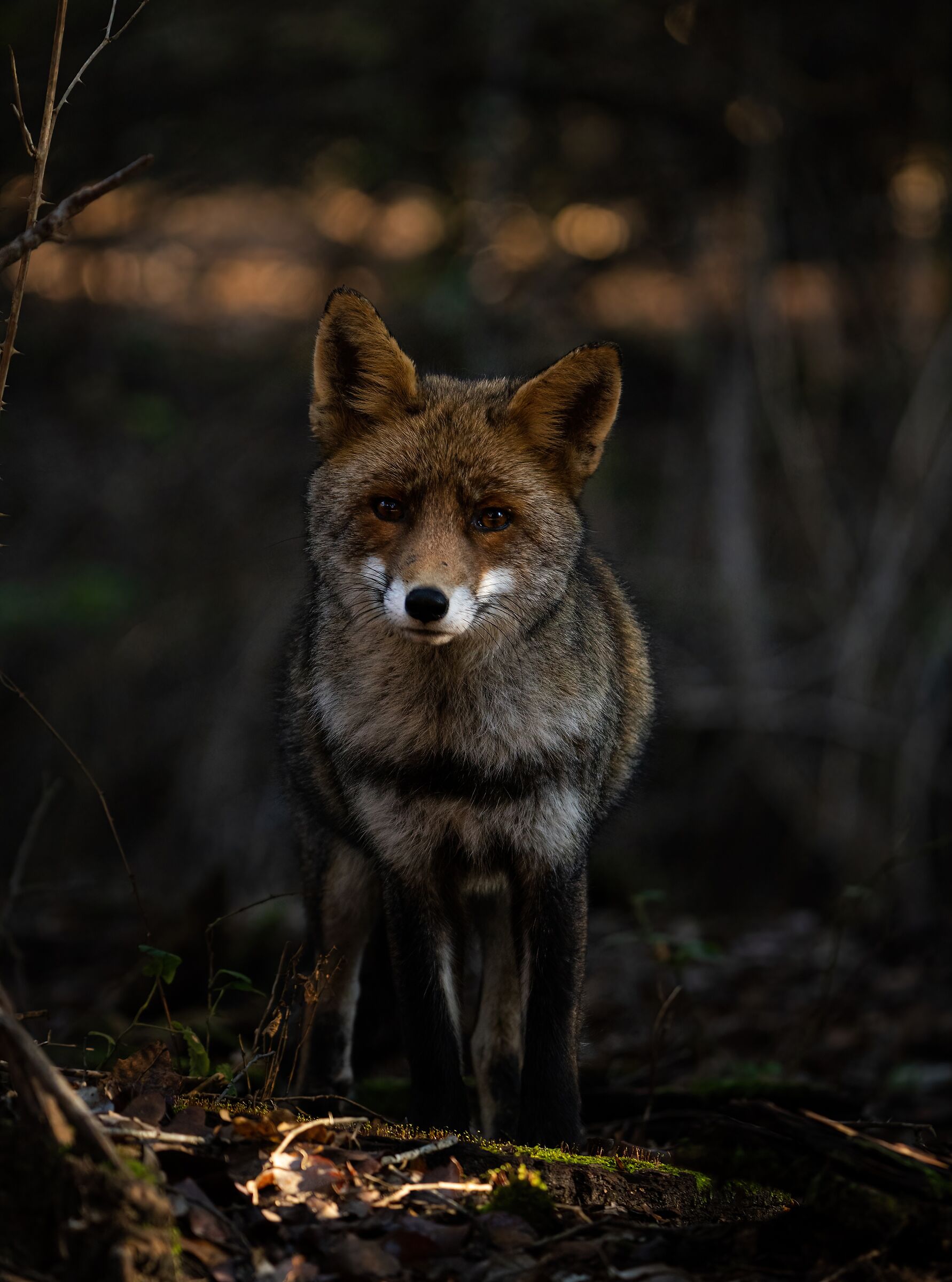 looks in the dim light