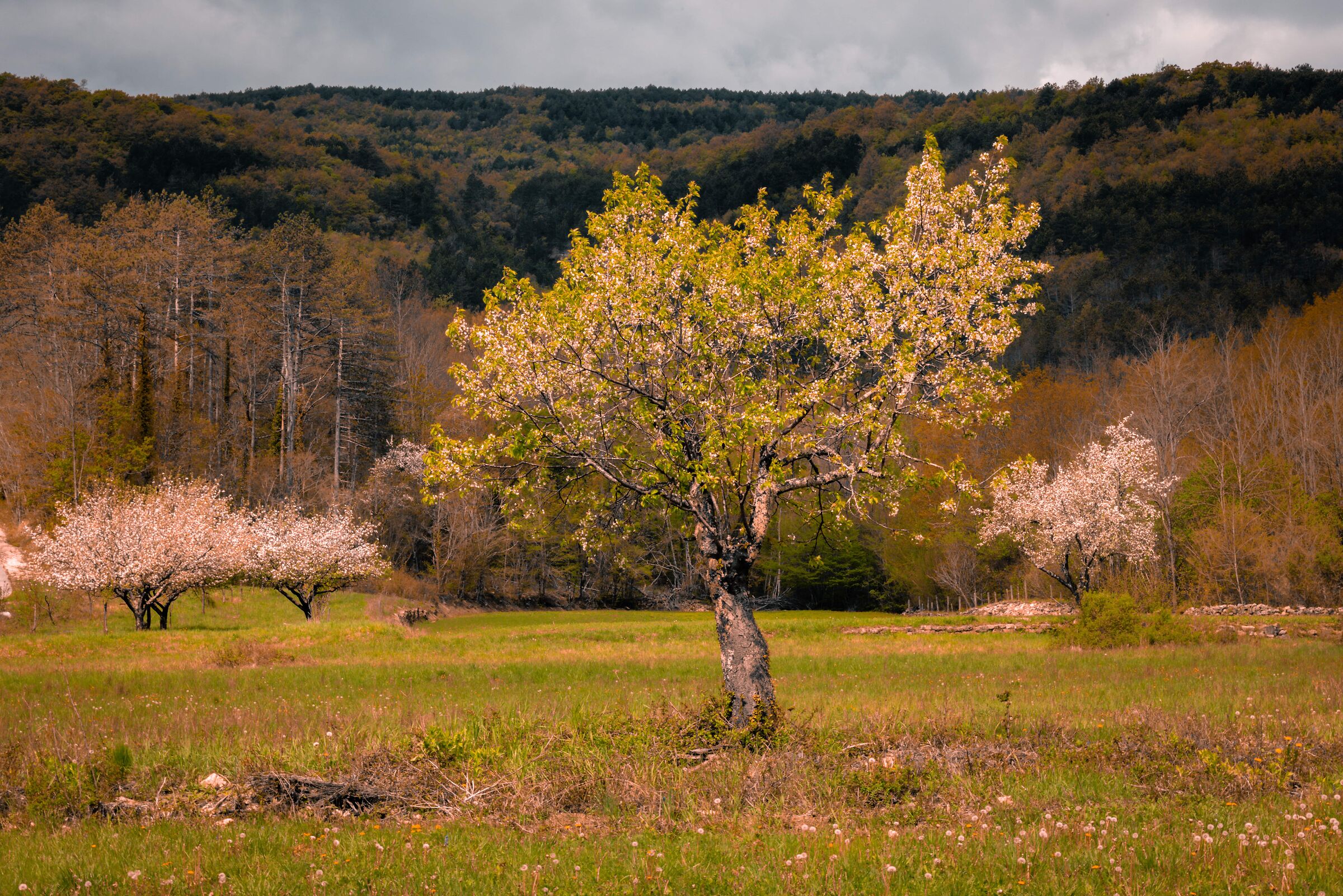 Alberi in fioritura