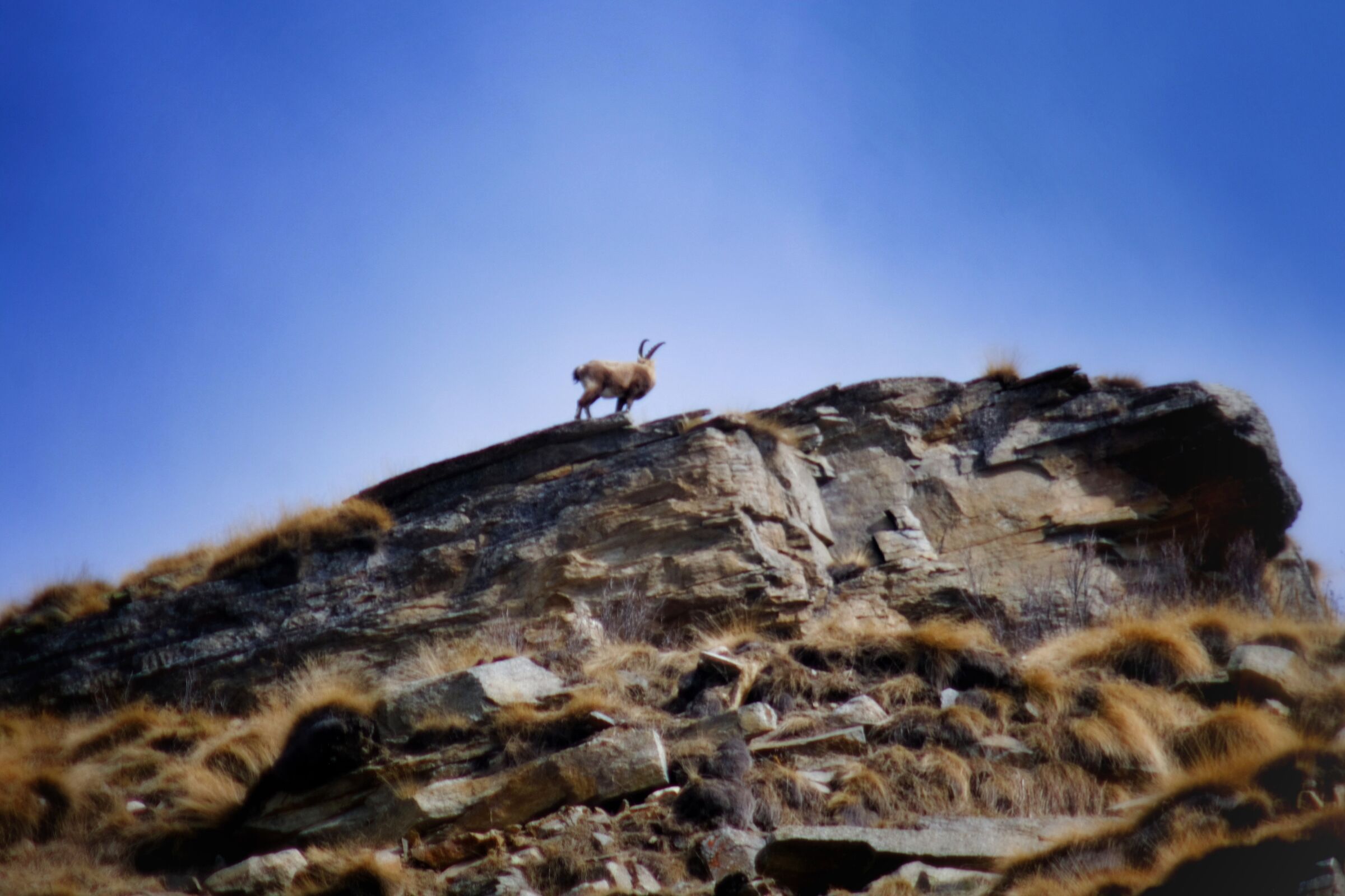 The King of the Alps
