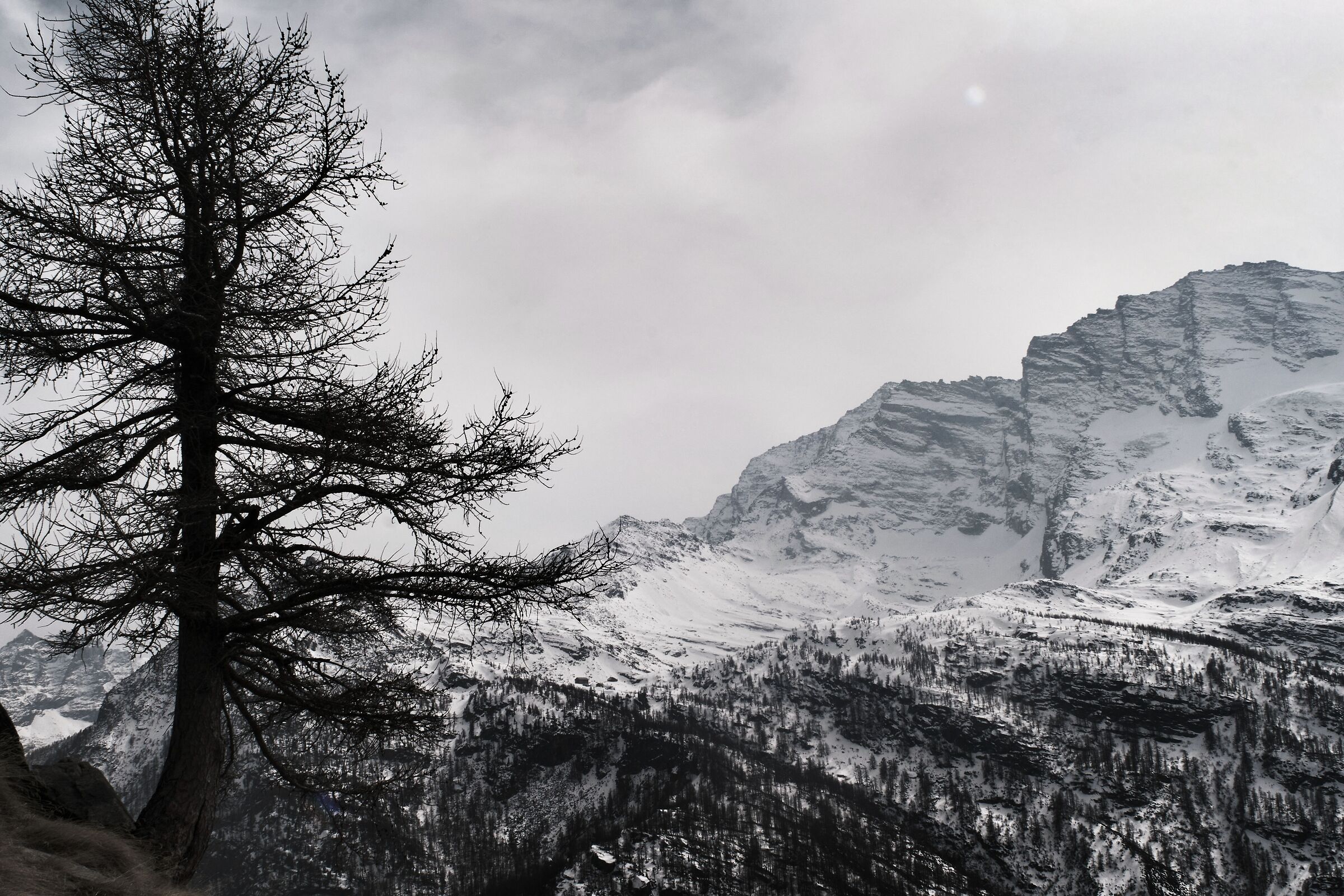 Solitary larch