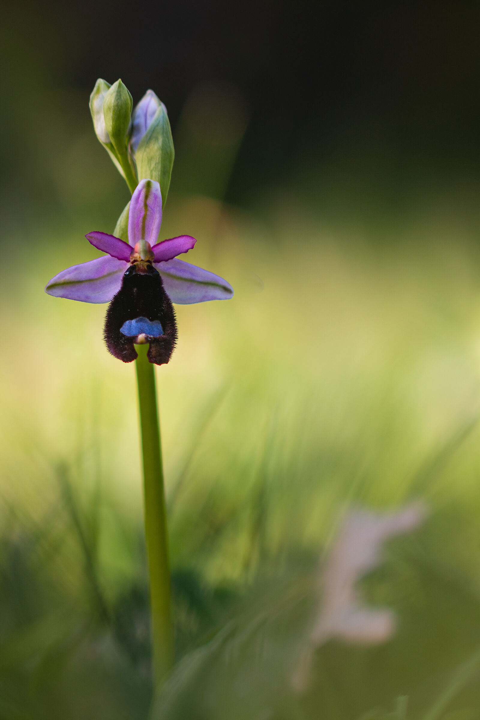 Ophrys Bertolonii