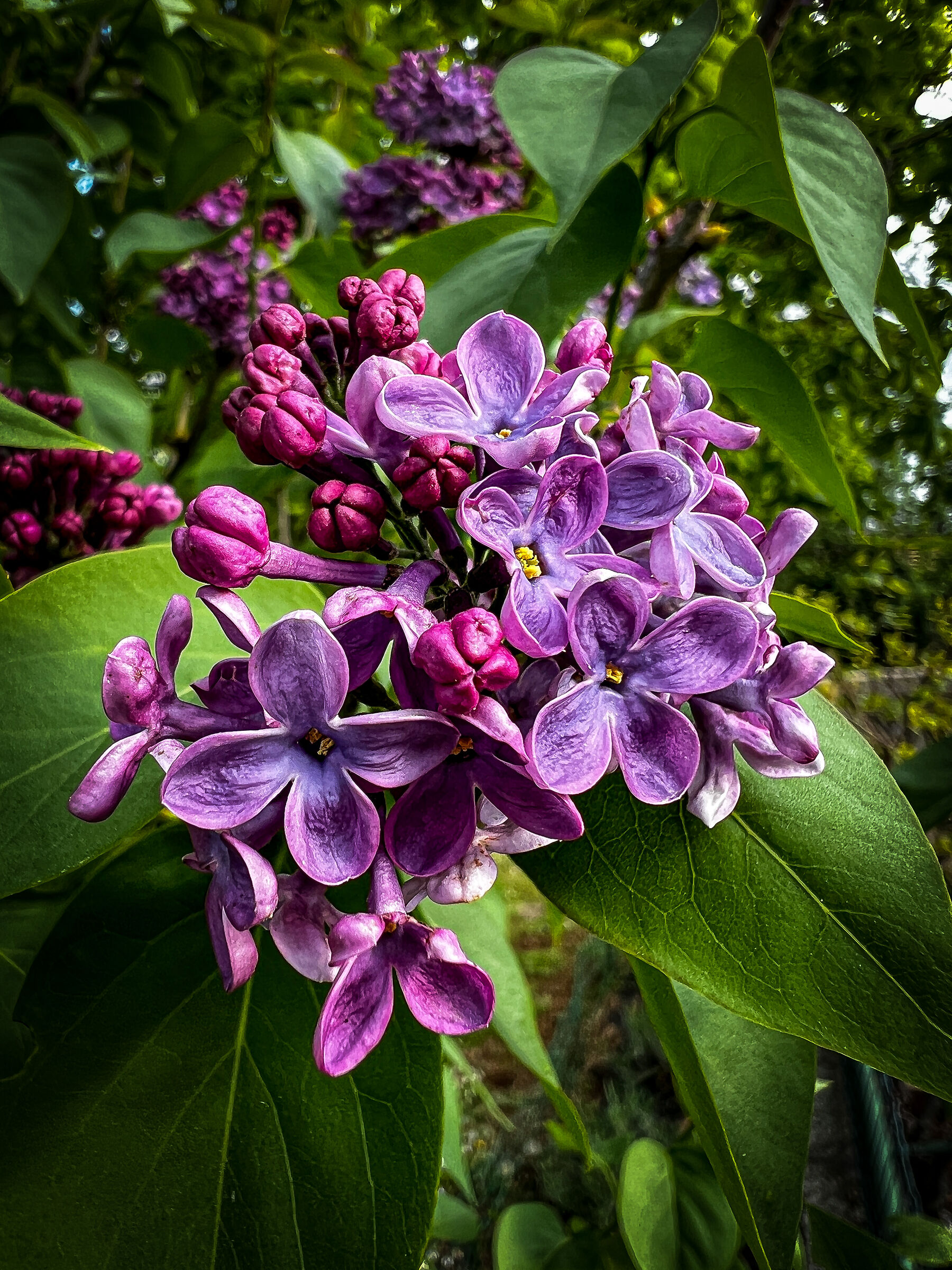 Fiori di primavera