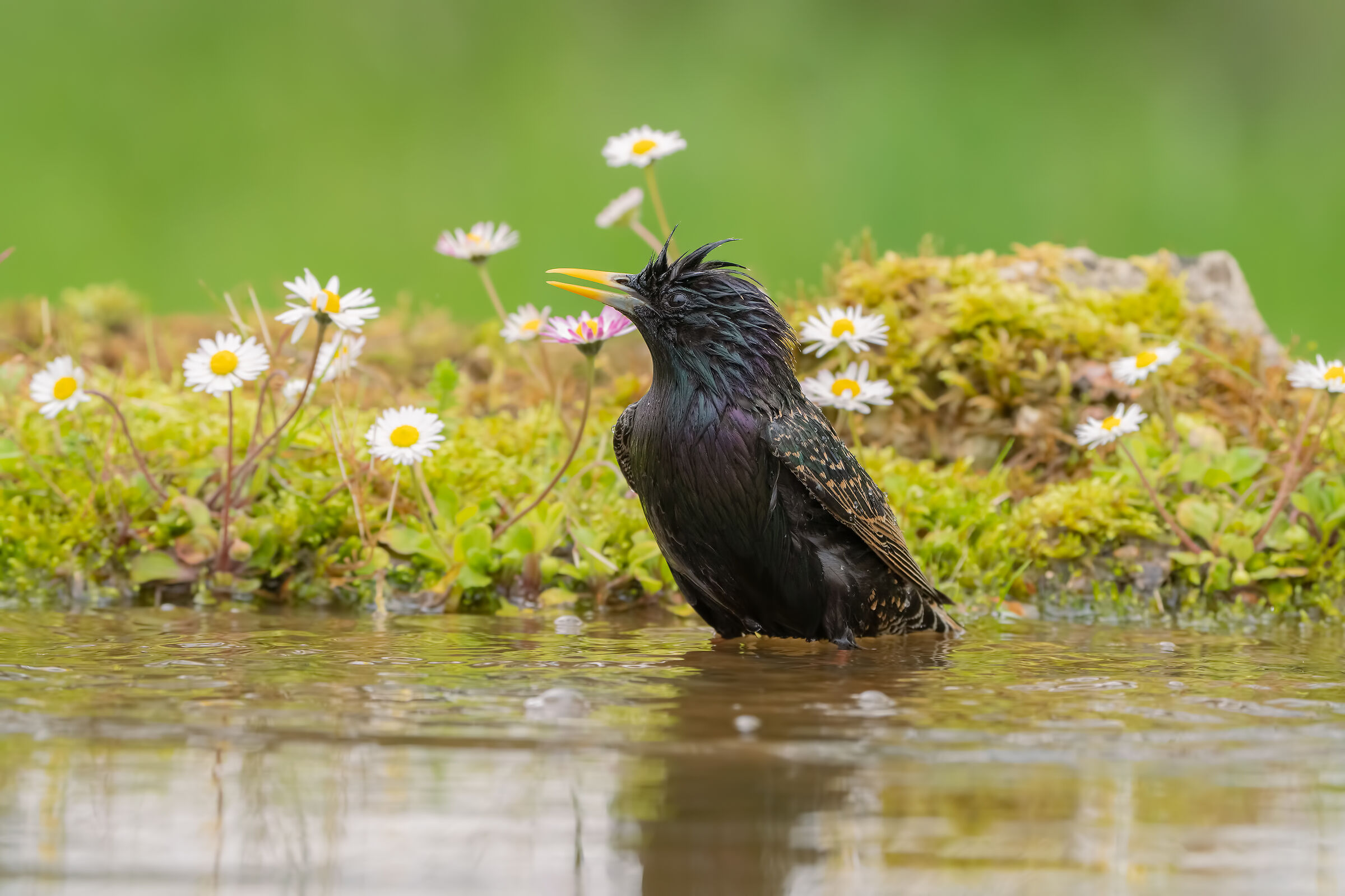 Starling