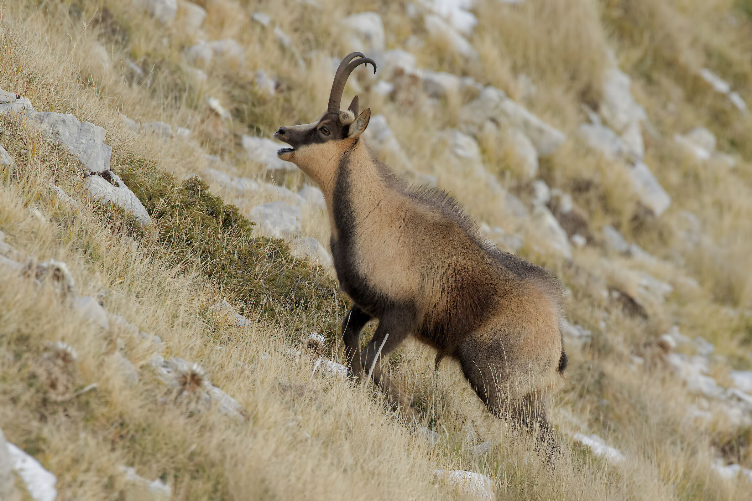 Camoscio appenninico...eccitato