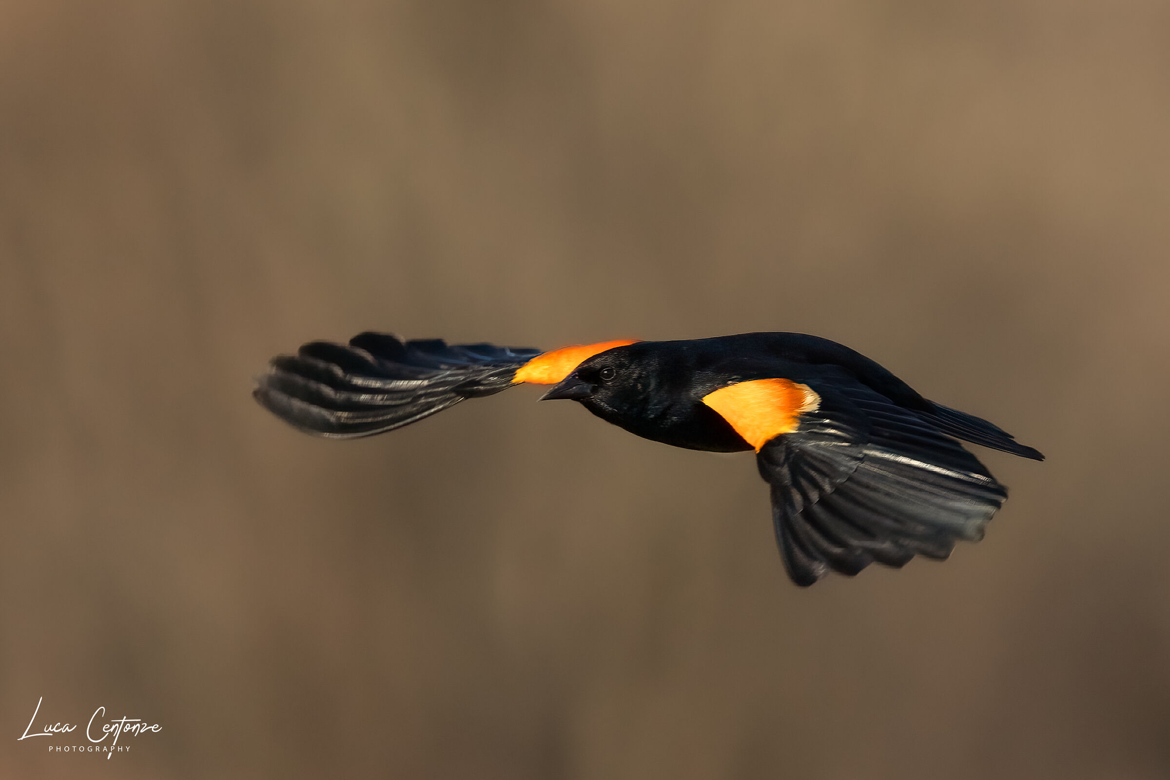 Red-winged blackbird (Agelaius phoeniceus)