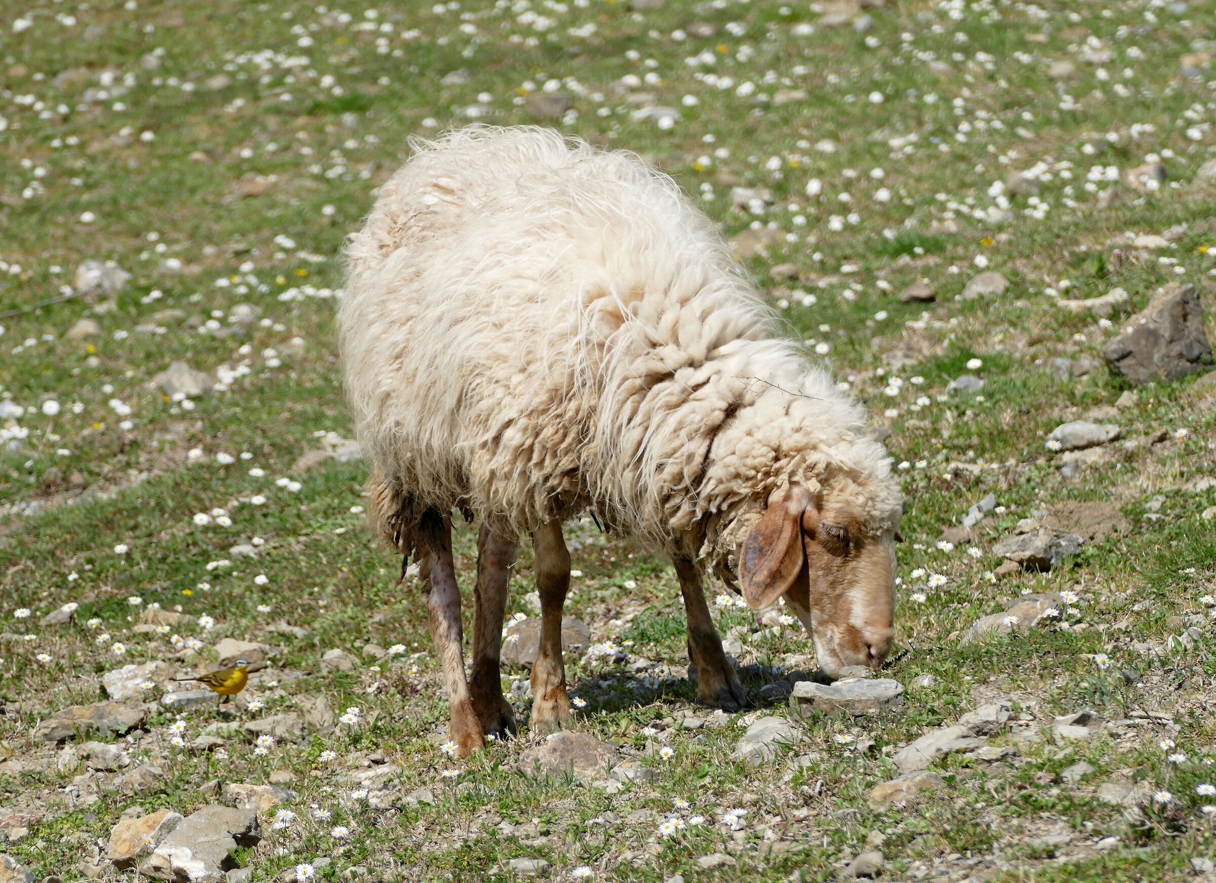 ...ci sono anch'io!!!