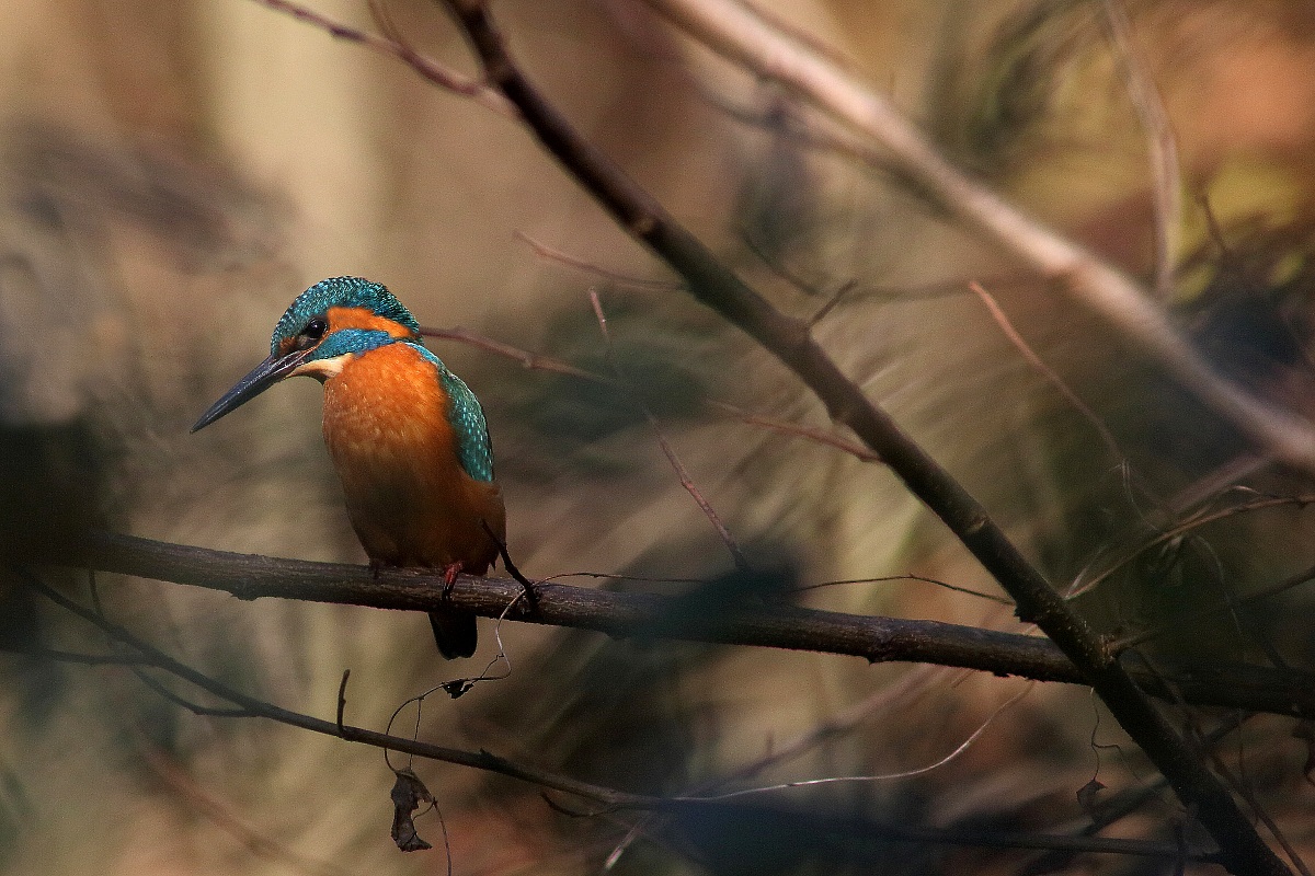 Kingfisher