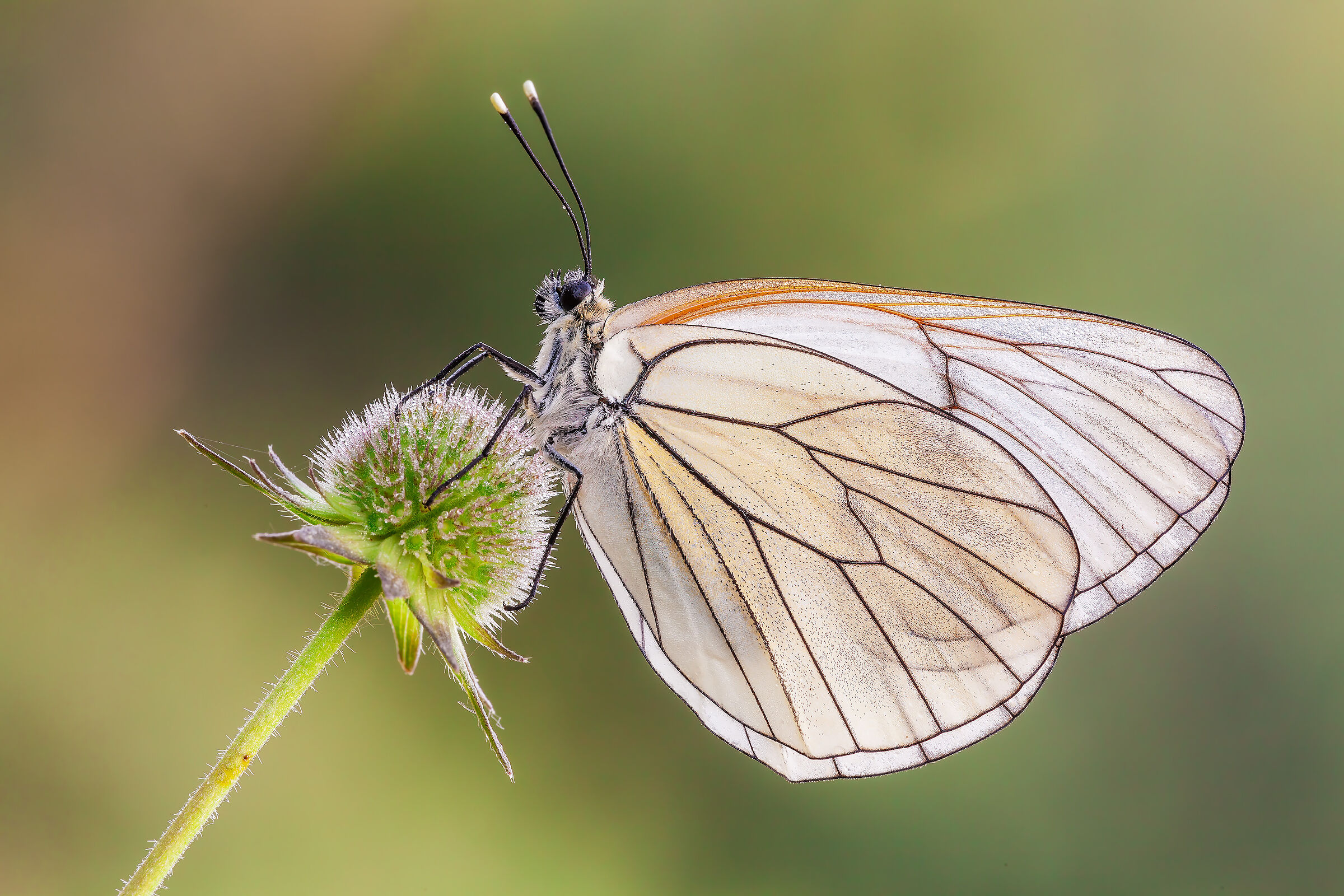 Aporia