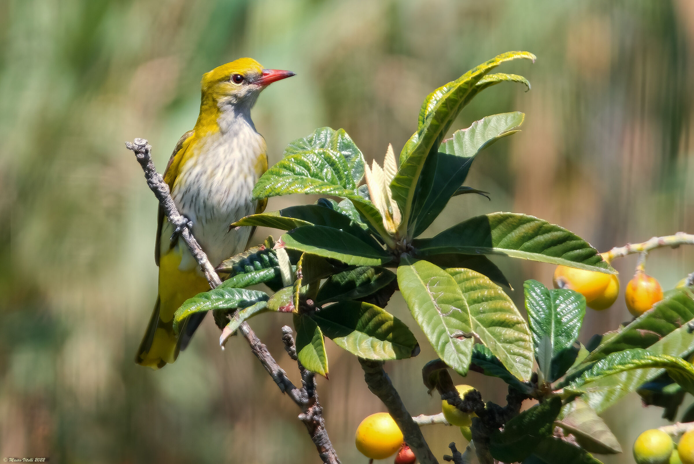 Oriolus (Oriolus oriolus)