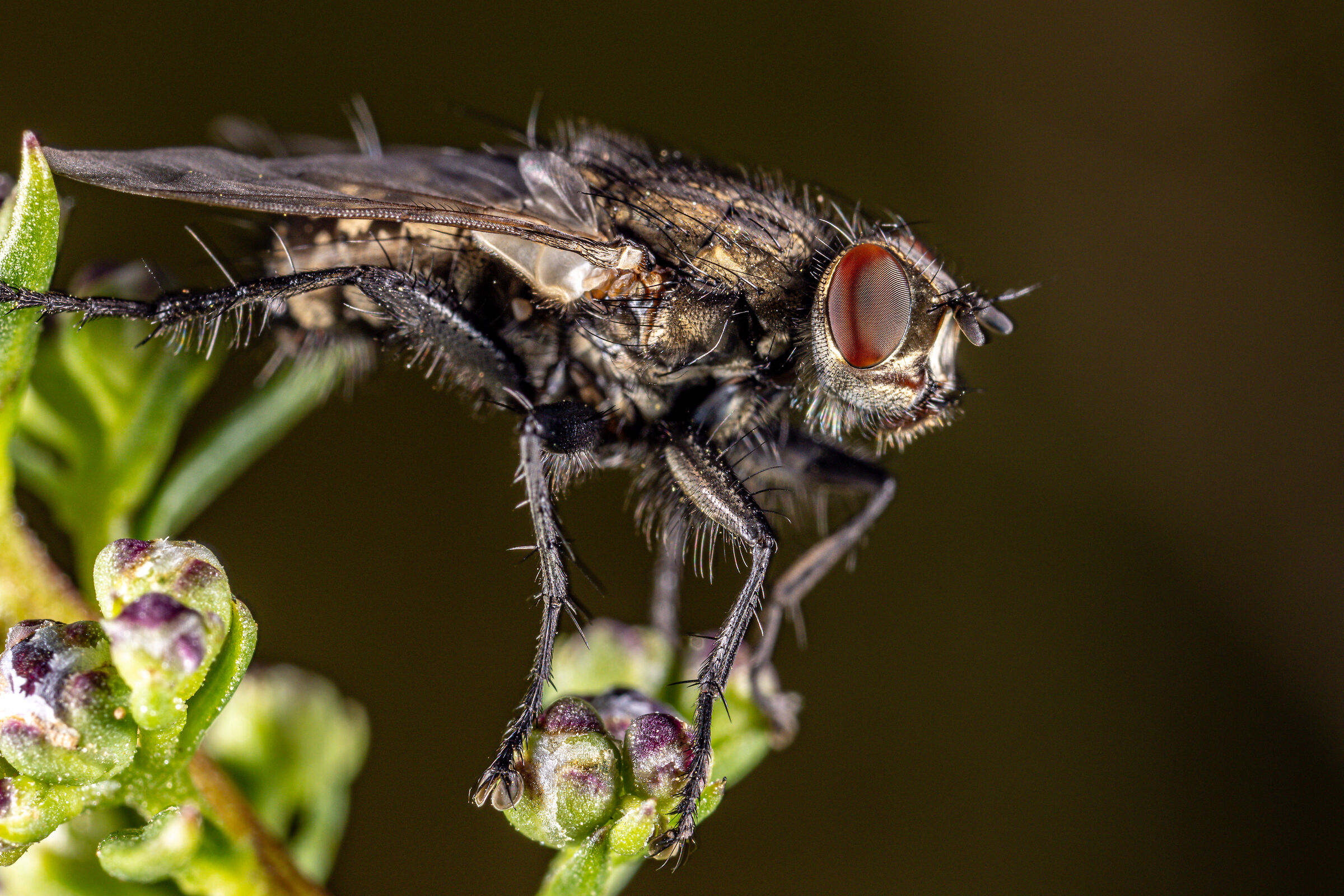 Fly