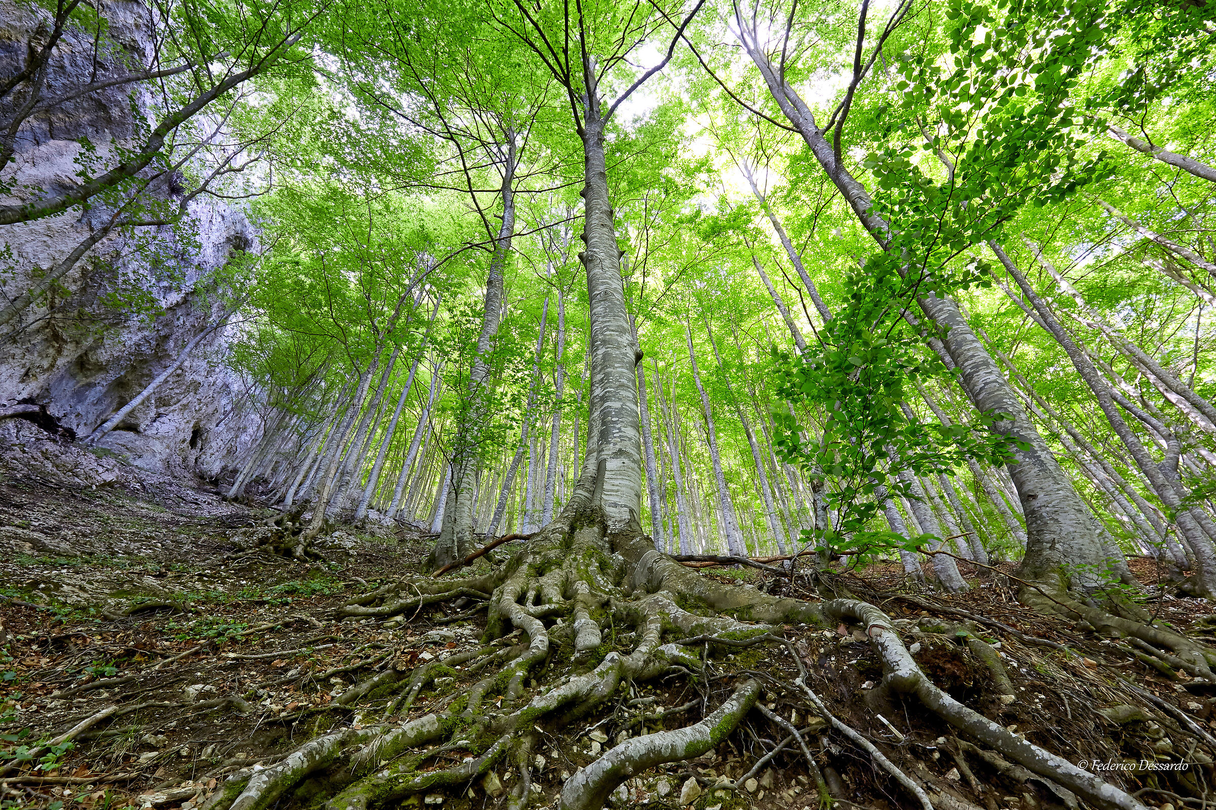 Faggeta nei boschi della Maiella