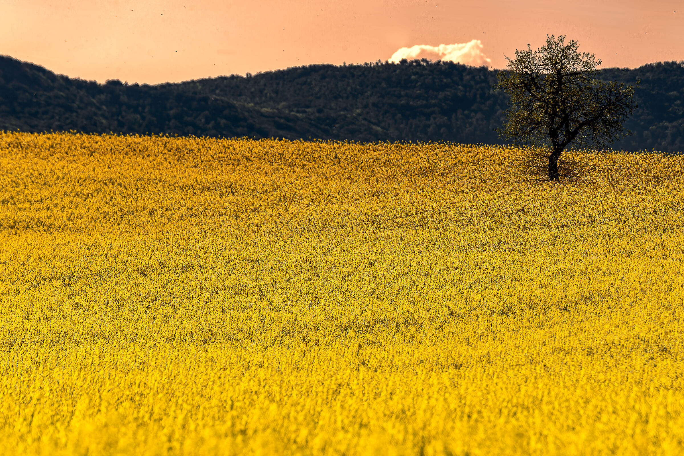 Umbrian campaign 2022