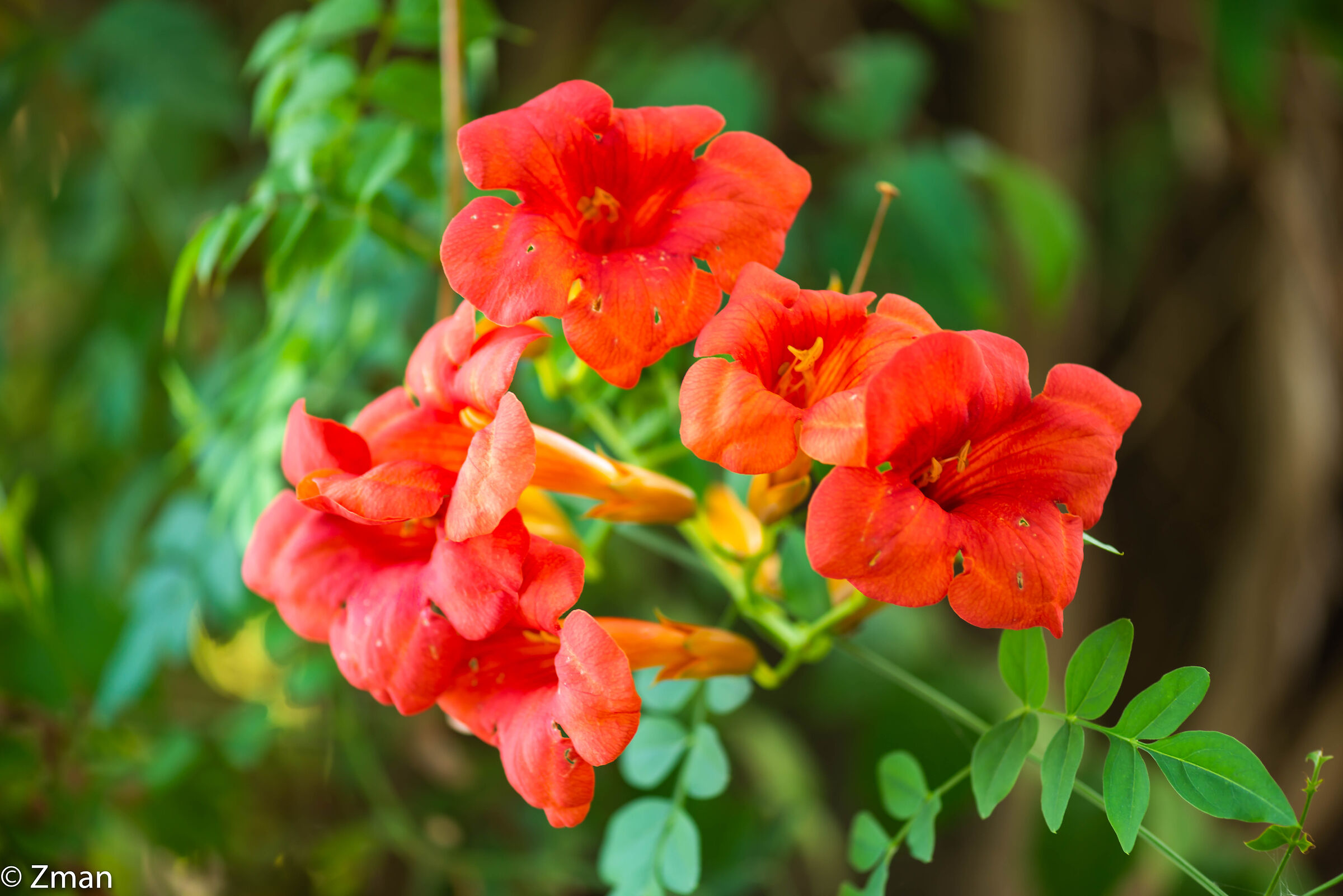 Fiori d'arancio