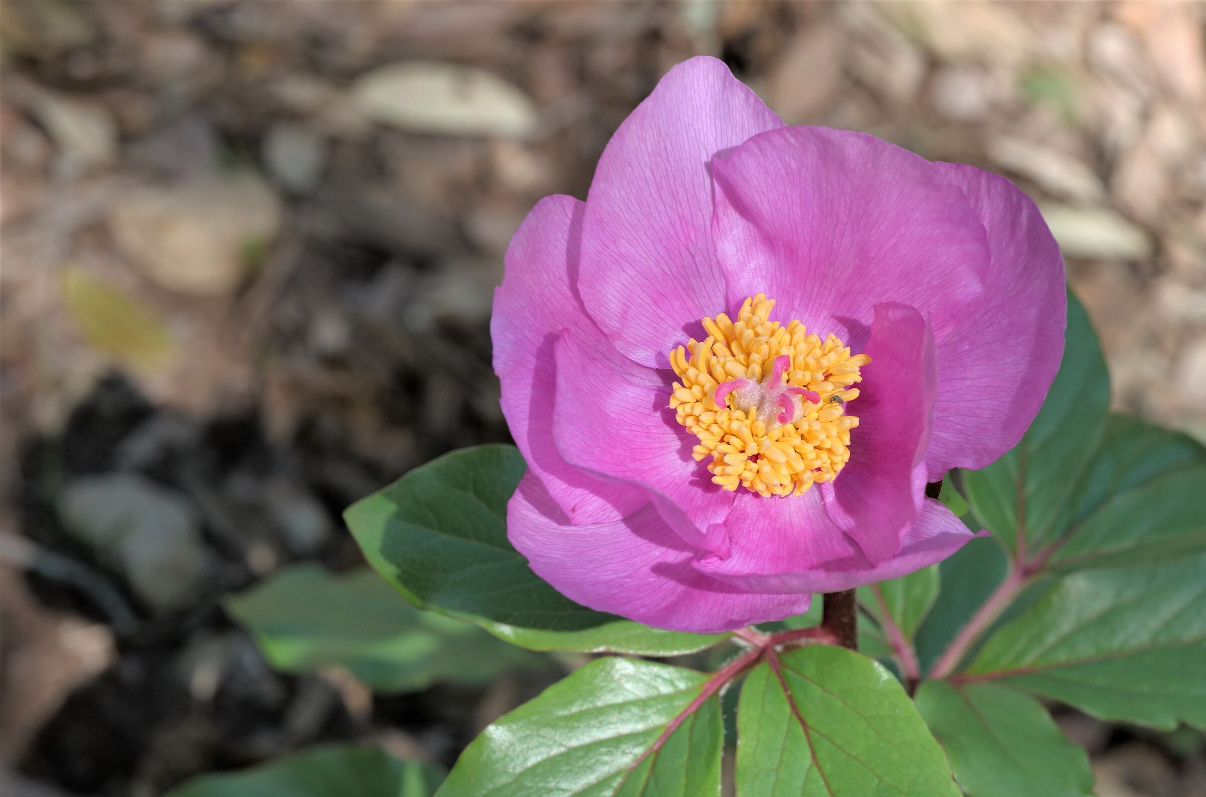 wild peony