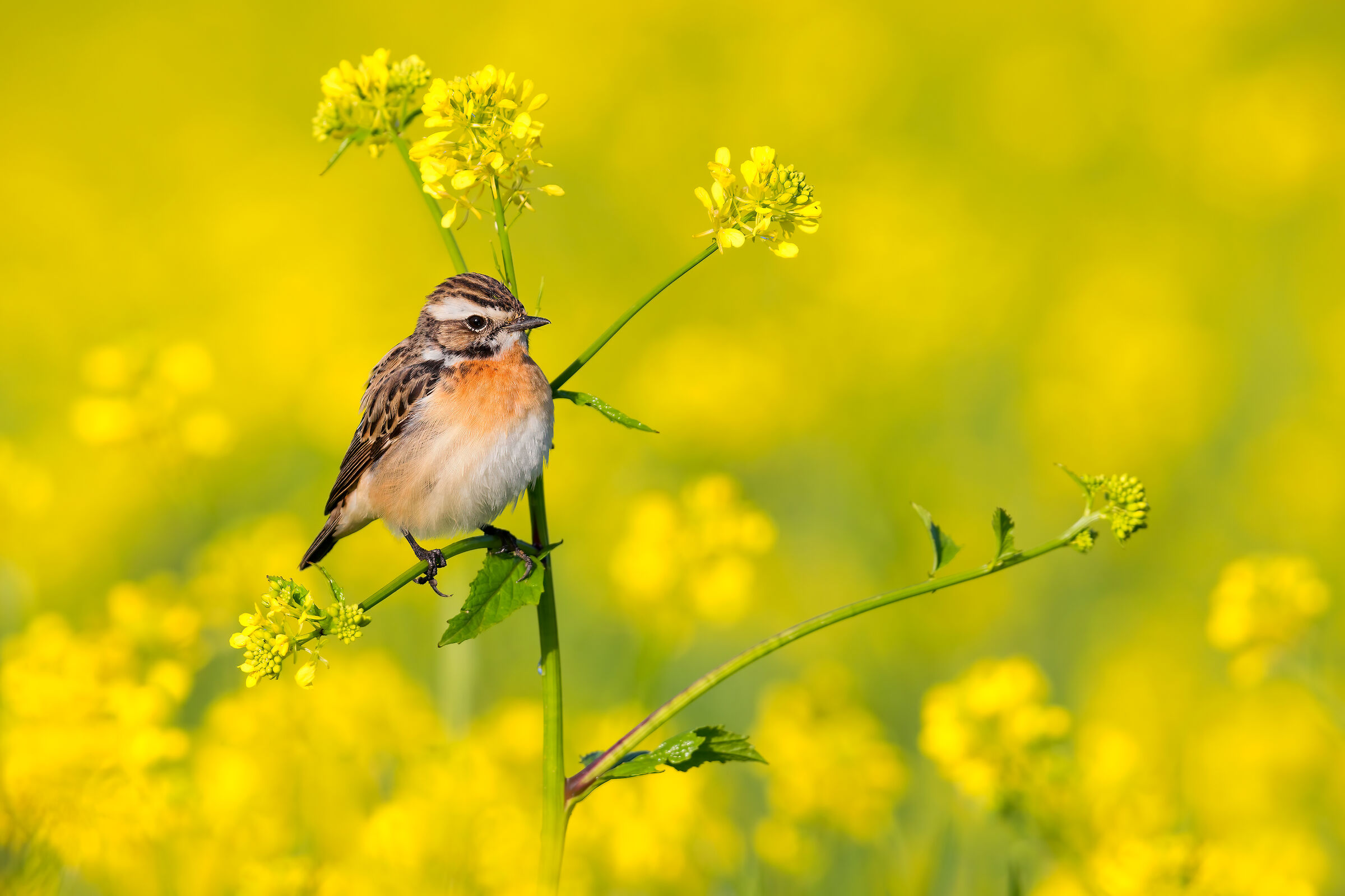 Whinchat