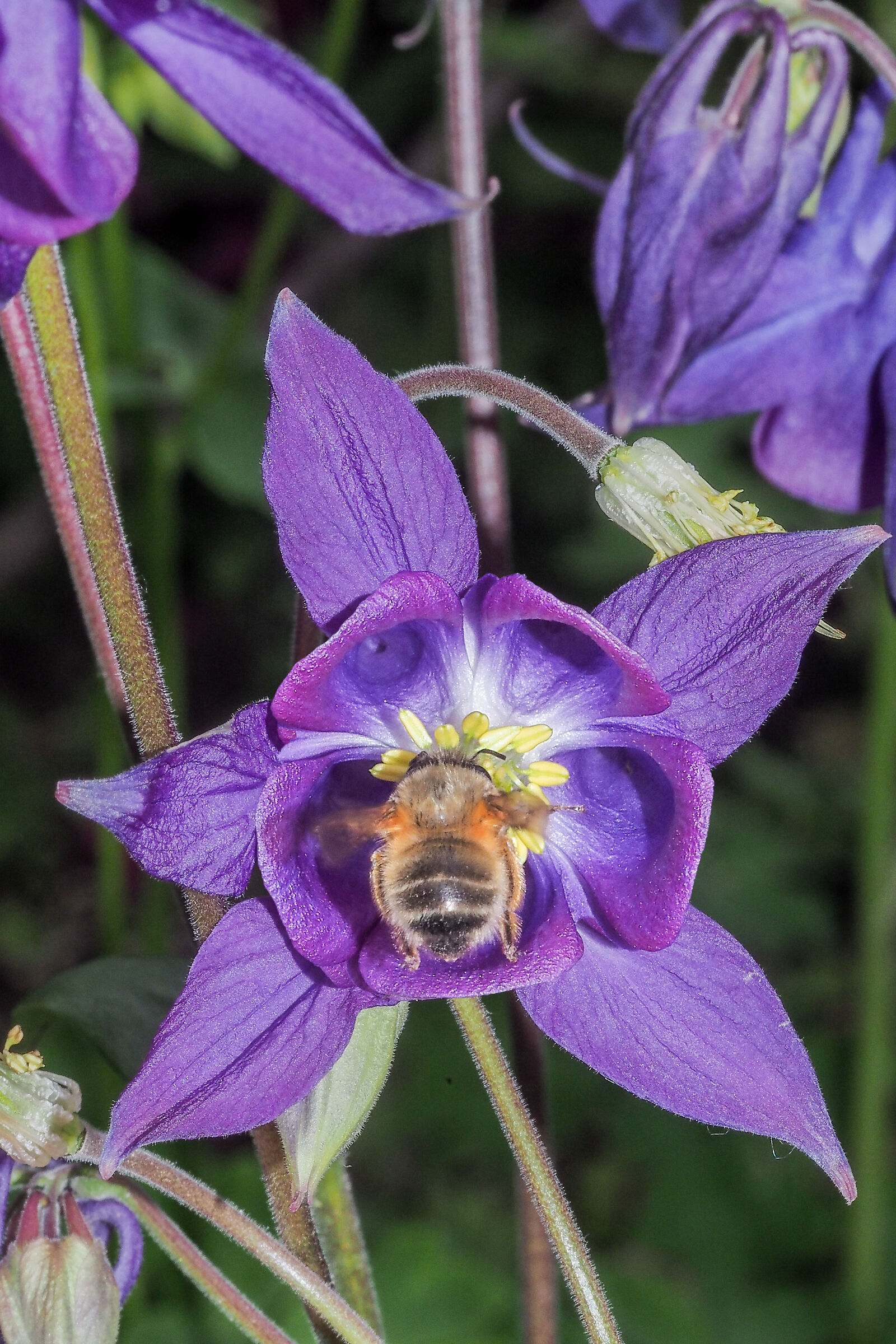 L'ape e l'aquilegia