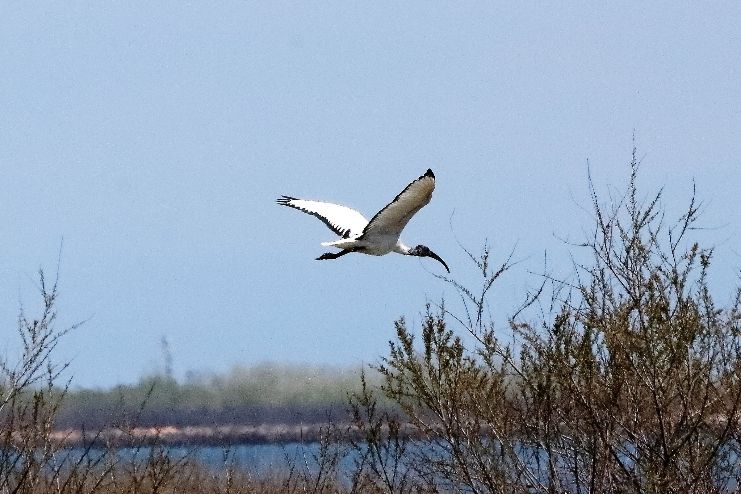 Sacred ibis 15-04-2022