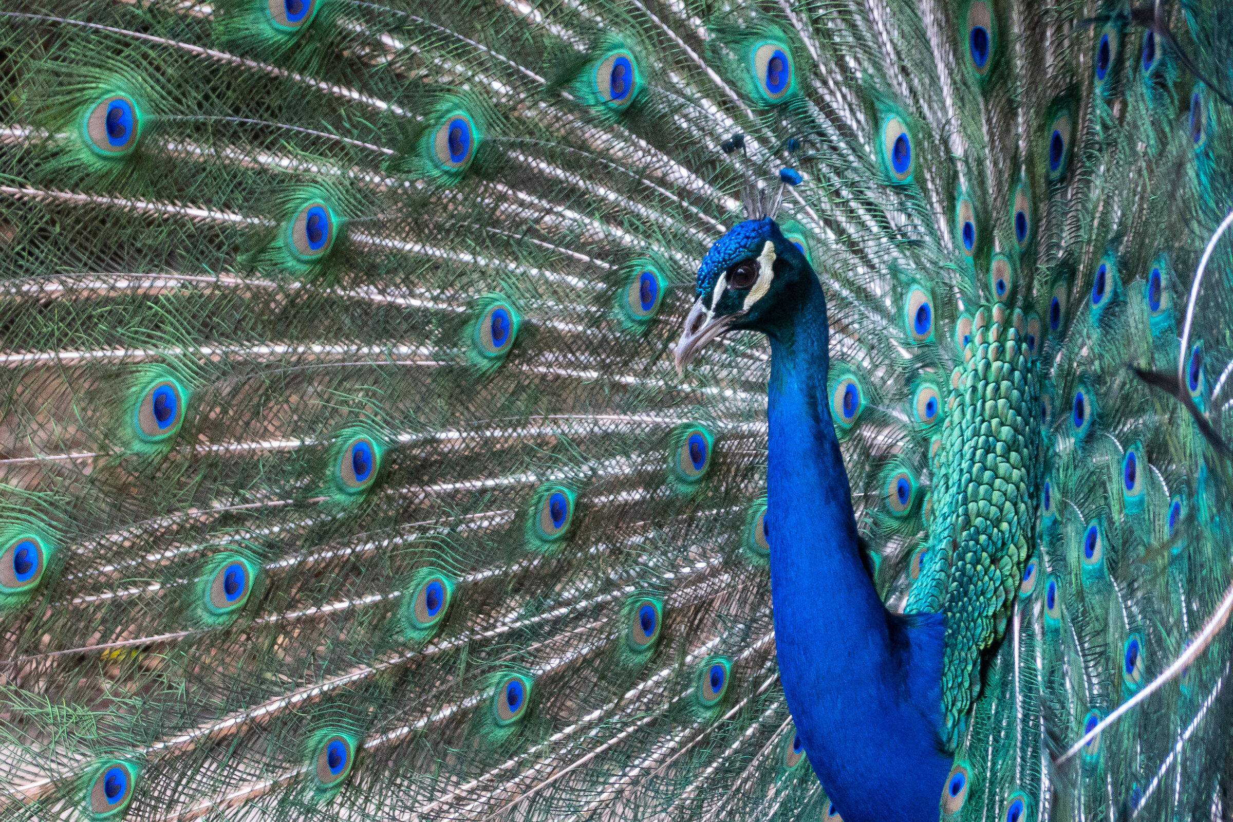 Peacock