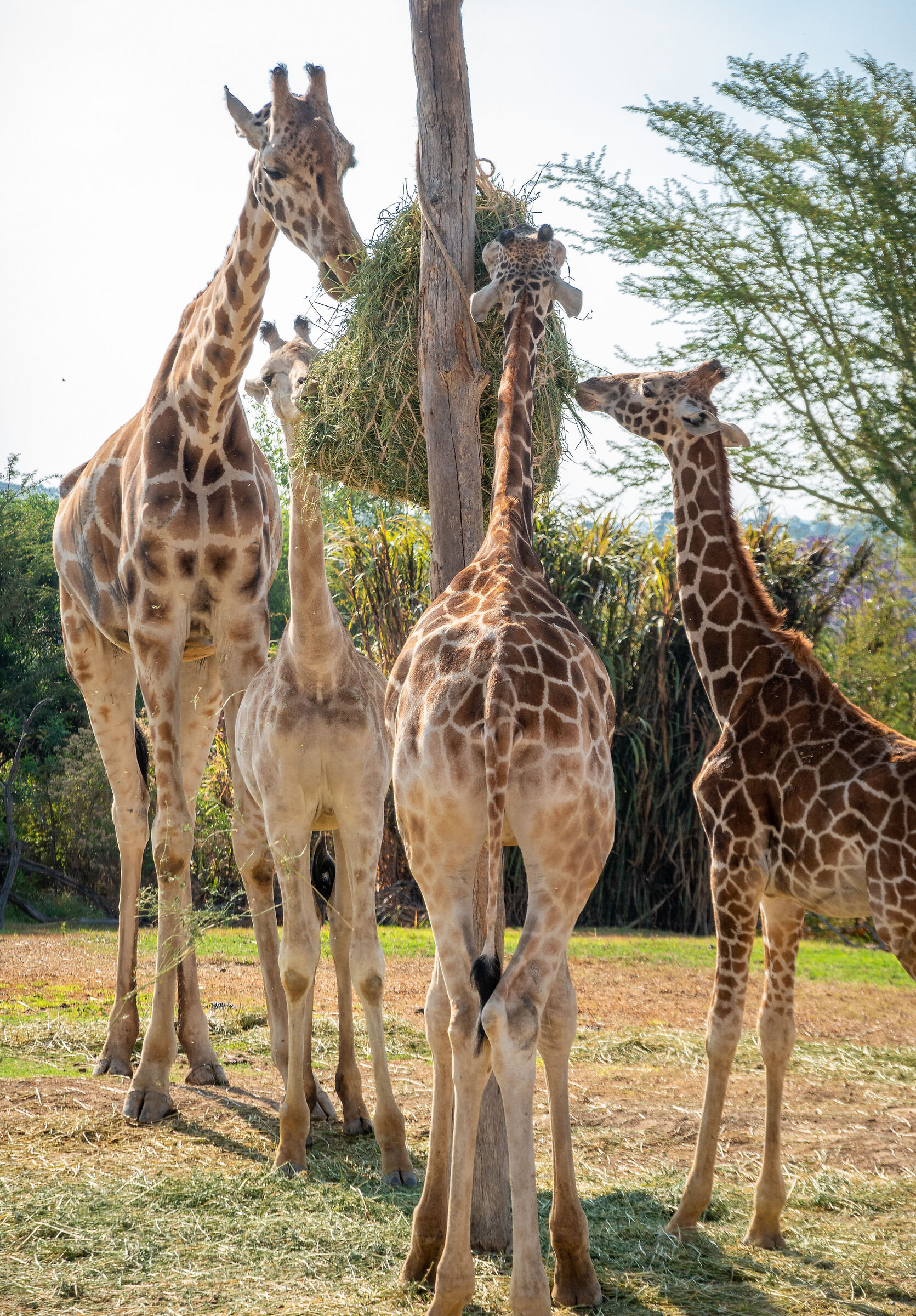 Giraffes
