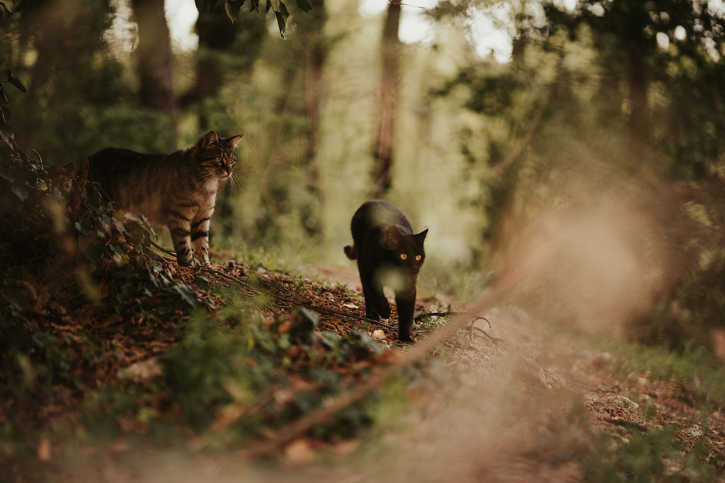 Wild