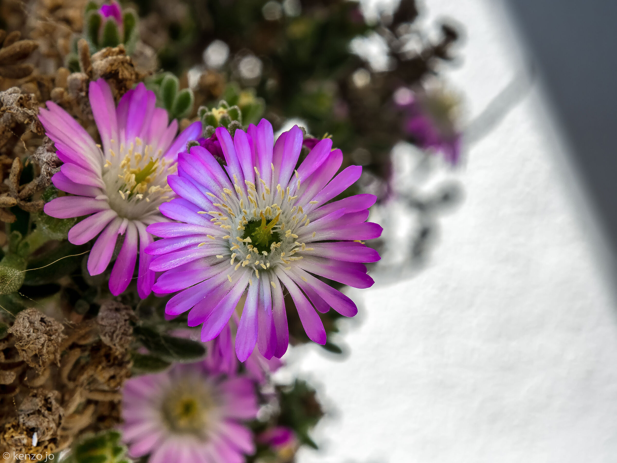 Drosanthemum hispidum
