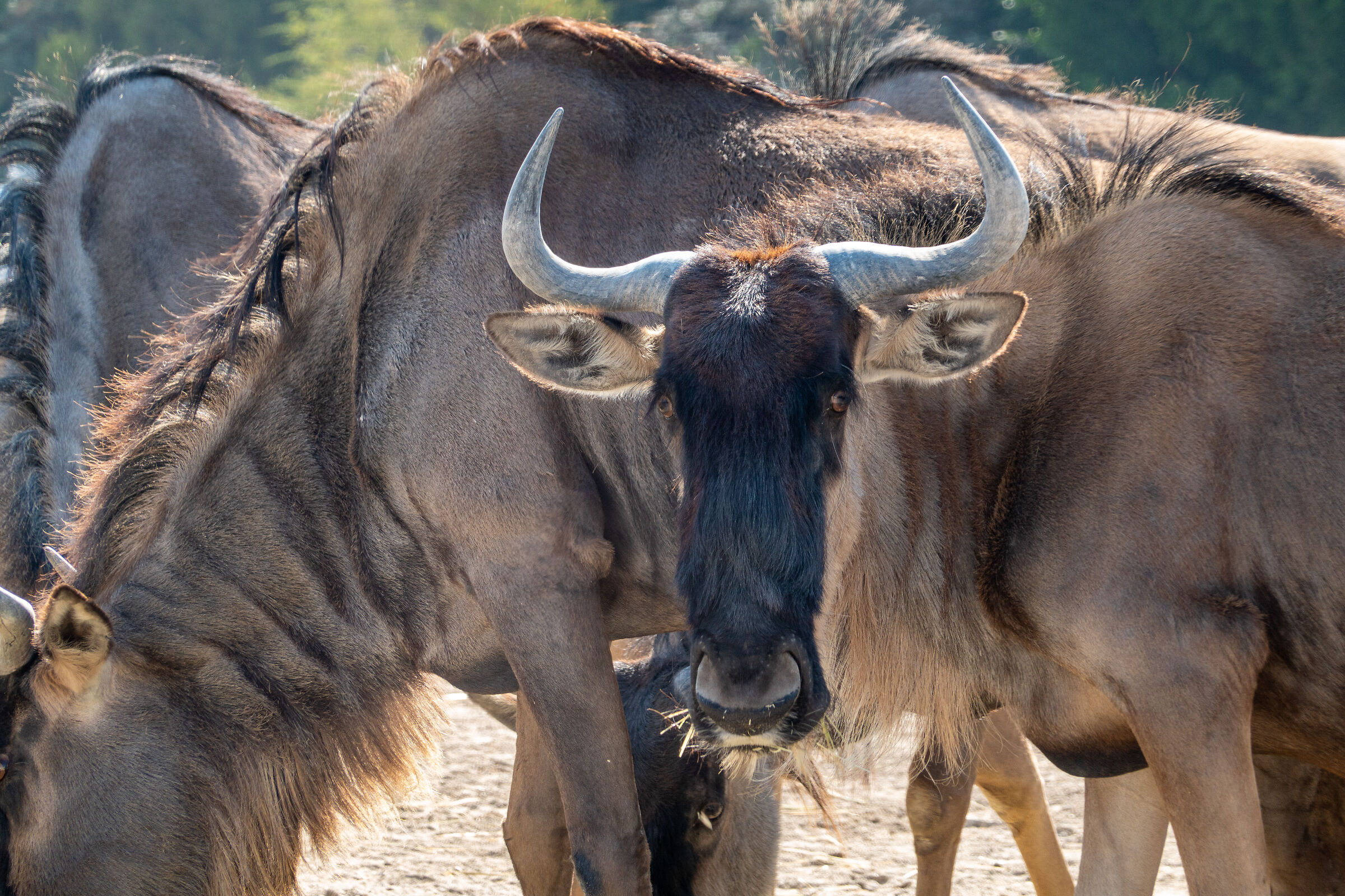 Wildebeest