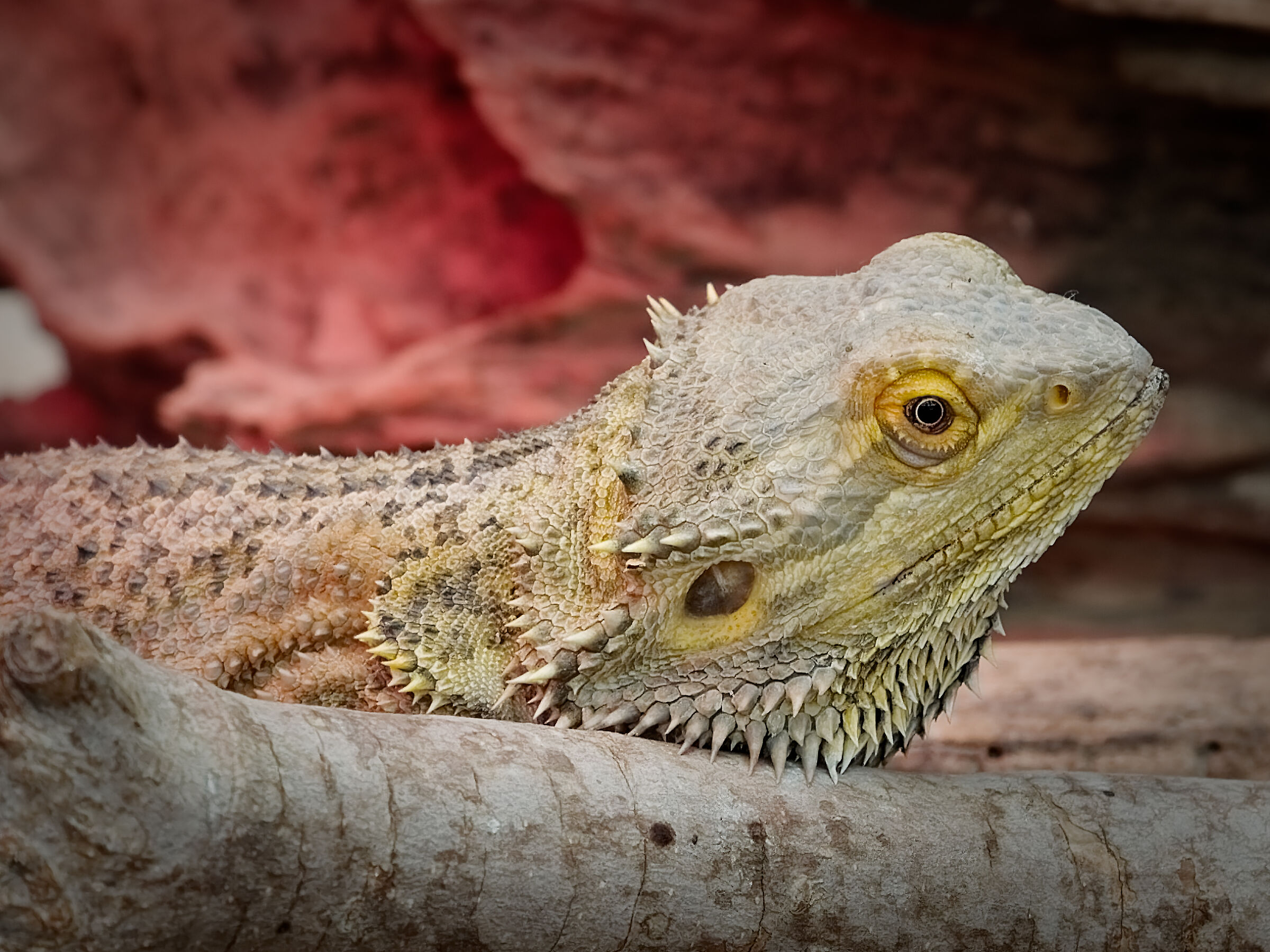 Le meravigliose scaglie di un drago