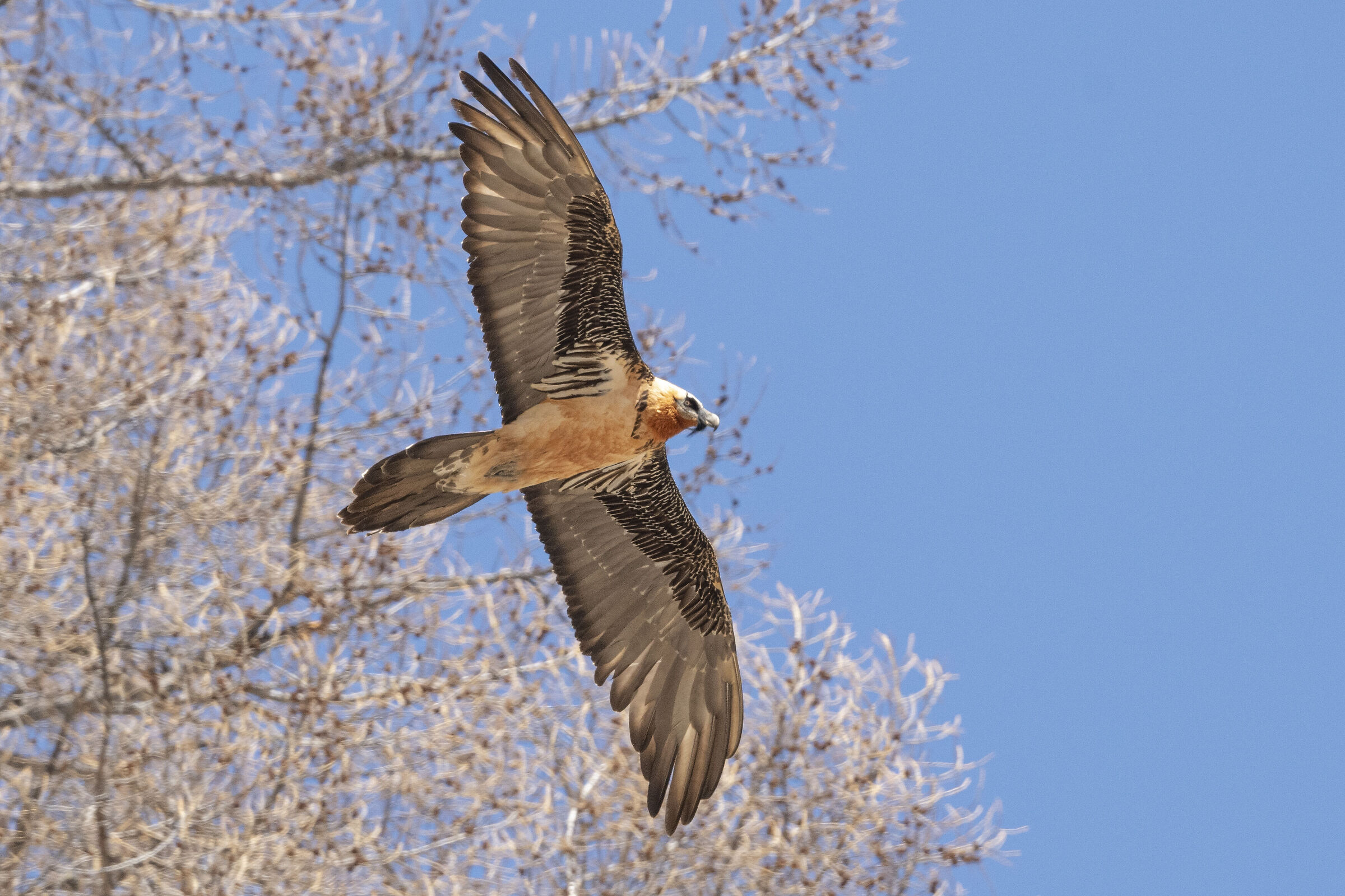 bearded vulture