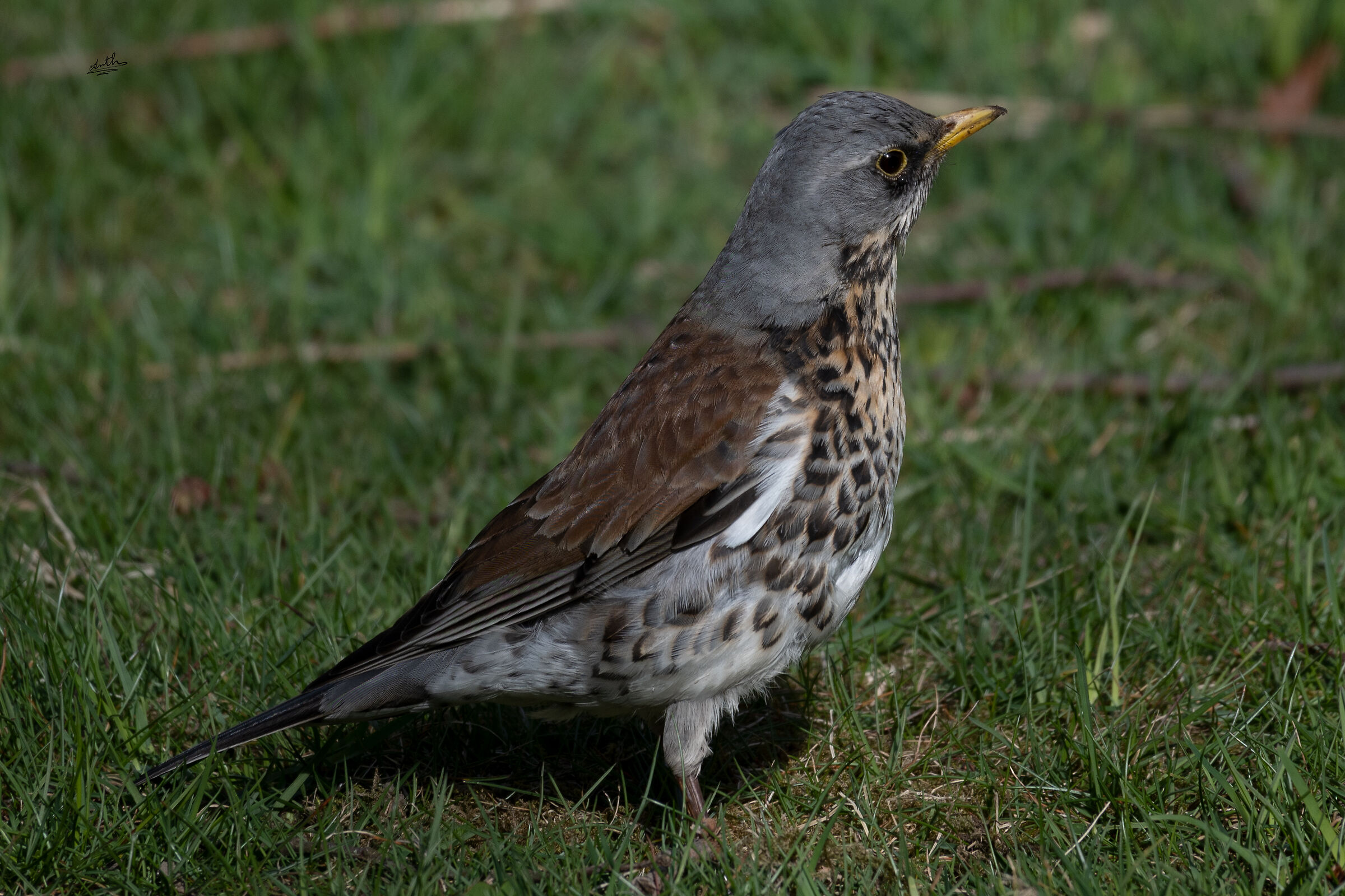 Fieldfare