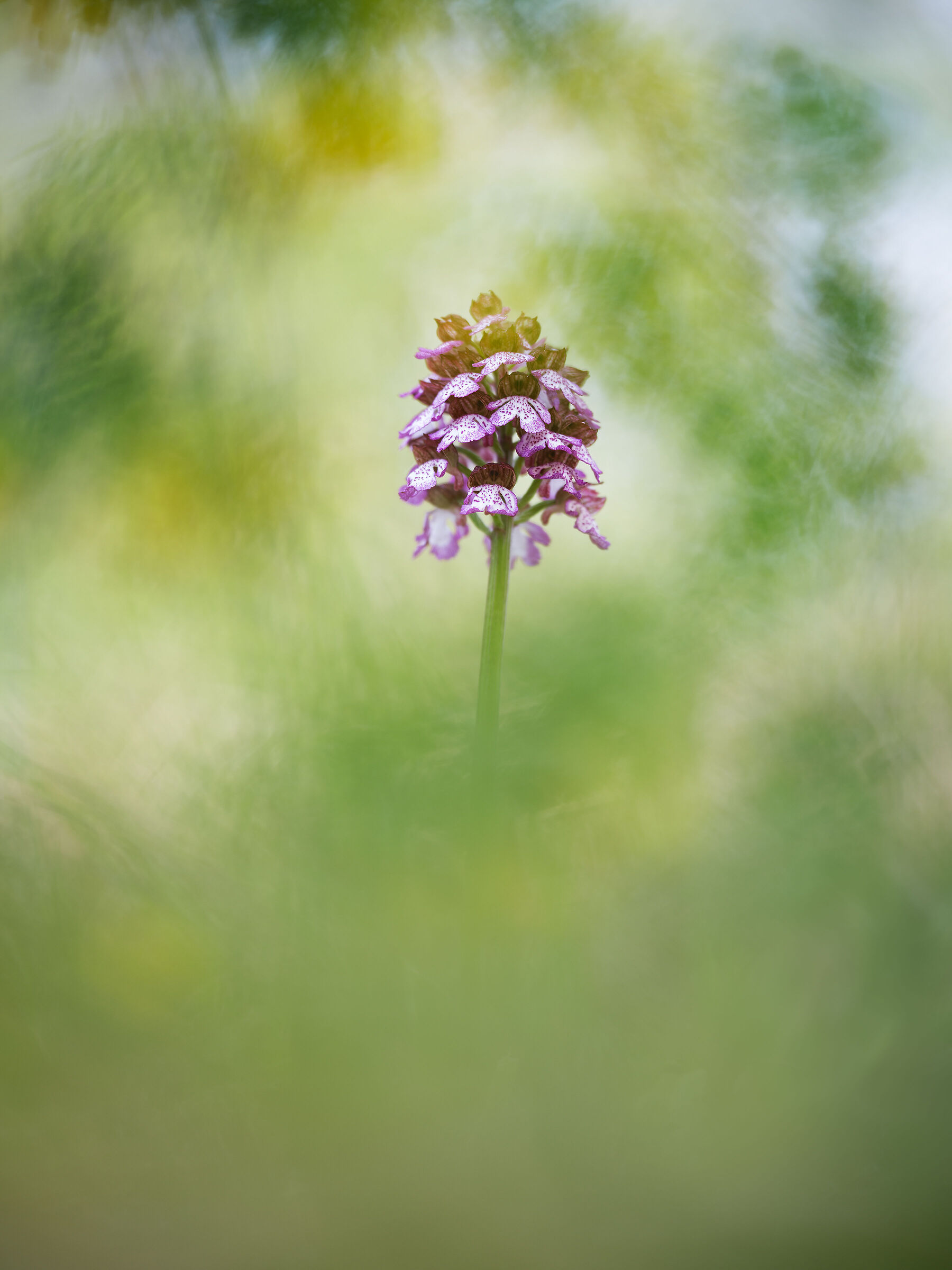 Orchis purpurea
