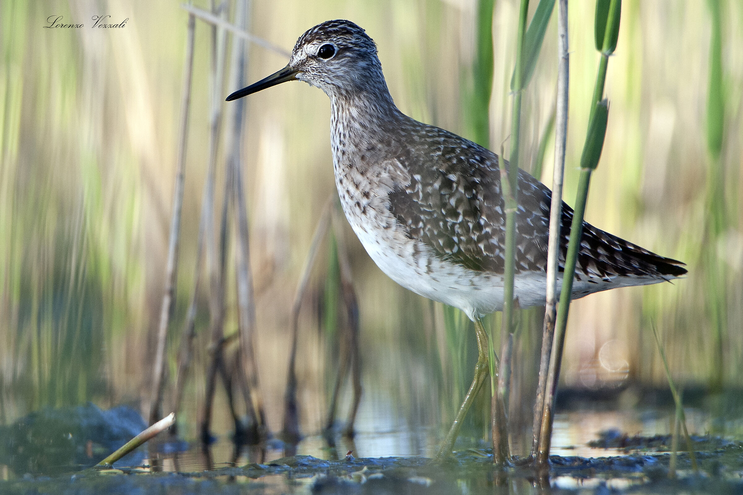 Piru Piru in habitat