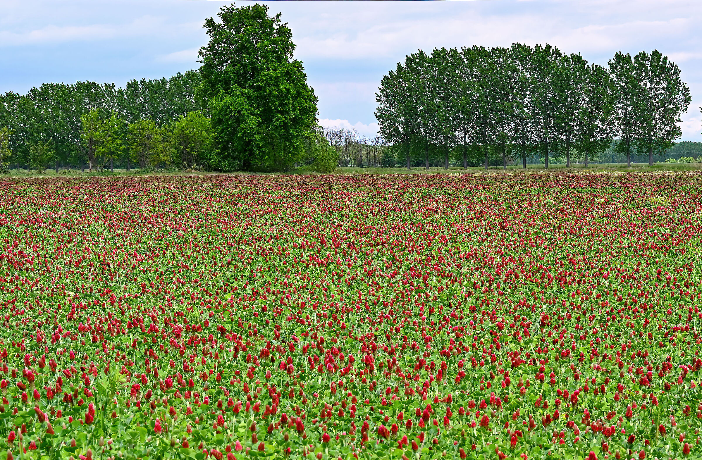 Campo di trifoglio rosso