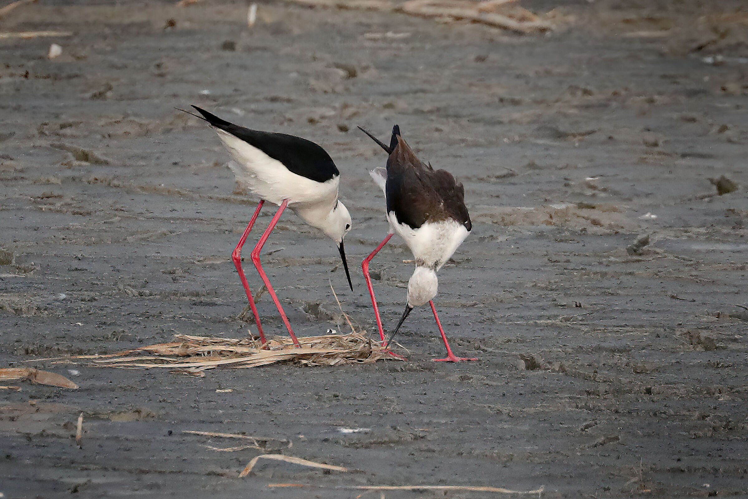 Knights of Italy nesting 2022